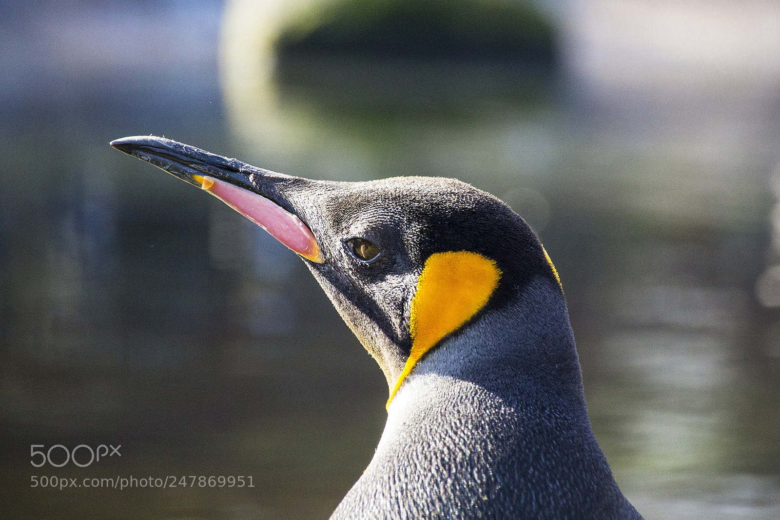 Canon EOS 60D sample photo. King penguin photography