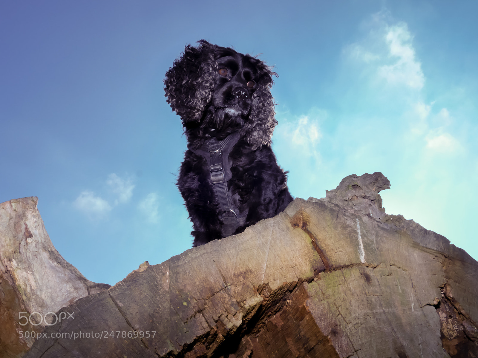Panasonic Lumix DMC-GH4 sample photo. The dog on the photography