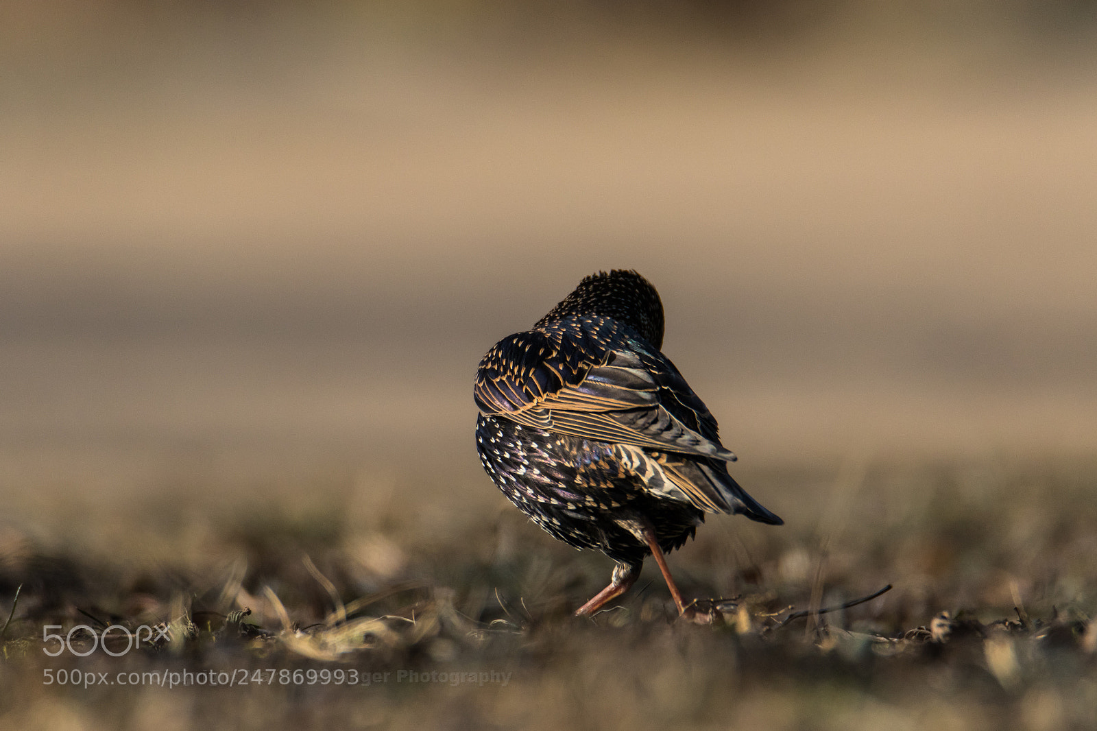 Canon EOS 7D Mark II sample photo. Backsite from a starling photography