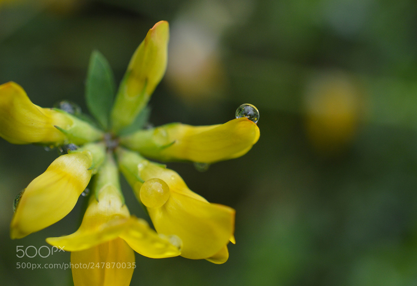 Nikon D3200 sample photo. Rain drops on a photography