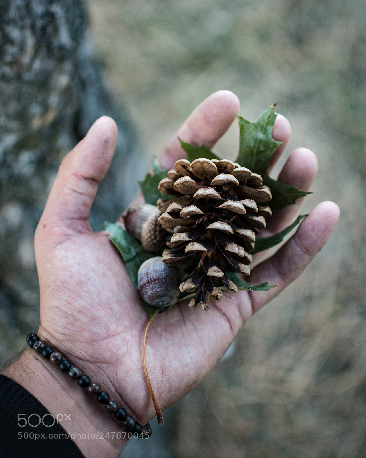 Nikon D7100 sample photo. Pine for your thoughts? photography