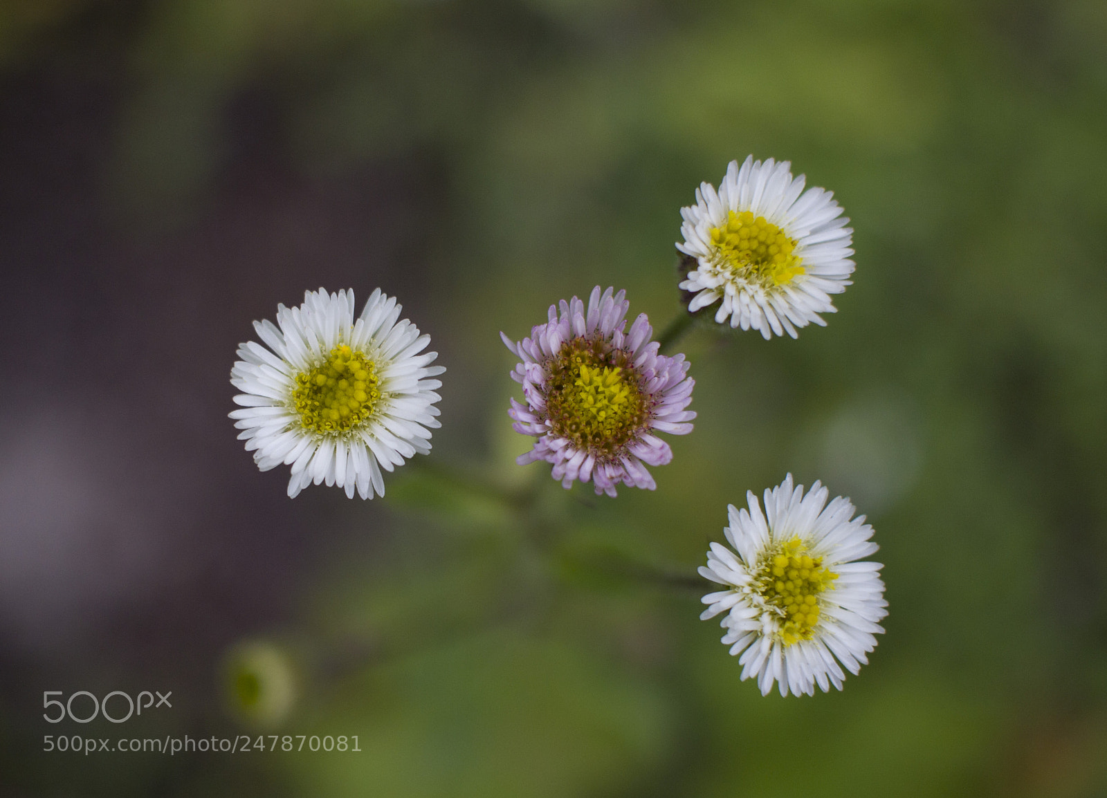 Canon EOS 600D (Rebel EOS T3i / EOS Kiss X5) sample photo. Himalayan flowers photography