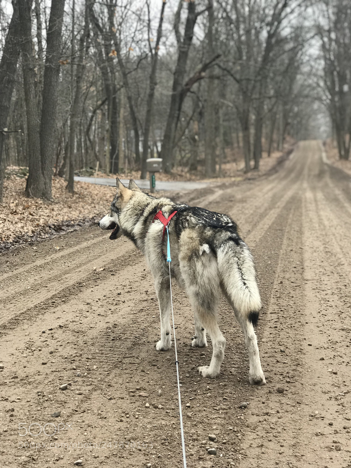 Apple iPhone 7 Plus sample photo. Wolf, wolf, wolf photography