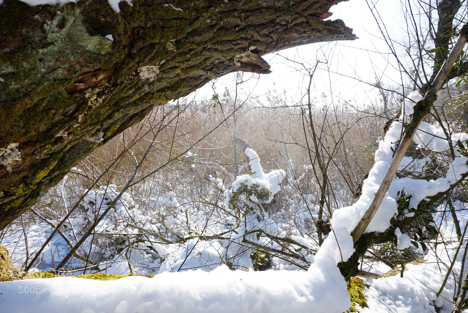 Sony a6300 sample photo. Schilf im winter photography