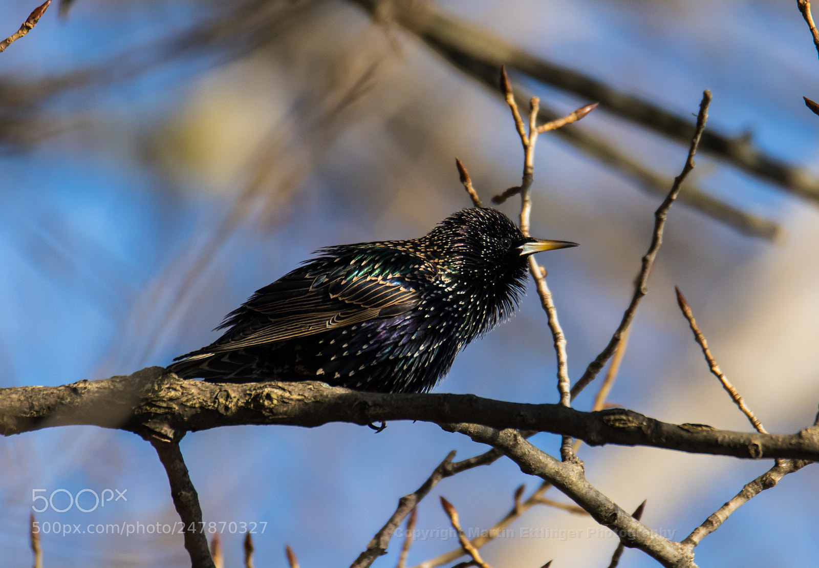Canon EOS 7D Mark II sample photo. Starling (sturnus vulgaris)  01032018 photography