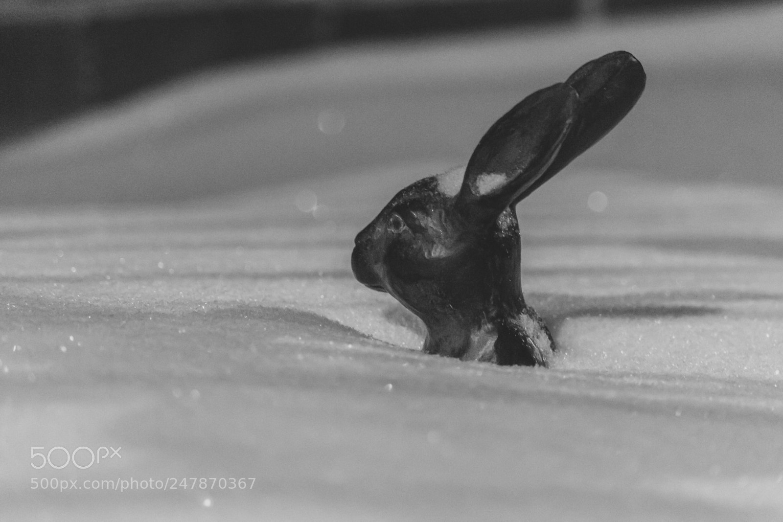 Canon EOS 700D (EOS Rebel T5i / EOS Kiss X7i) sample photo. The rabbits watch photography