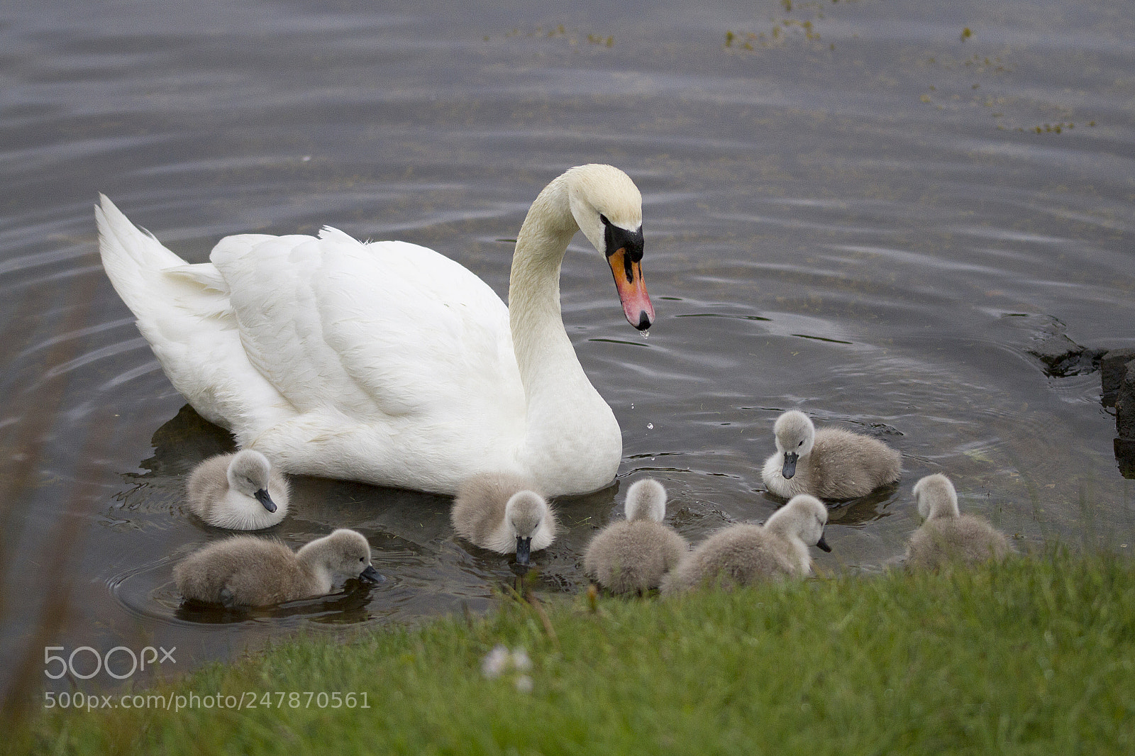 Canon EOS 7D sample photo. Signs of spring photography