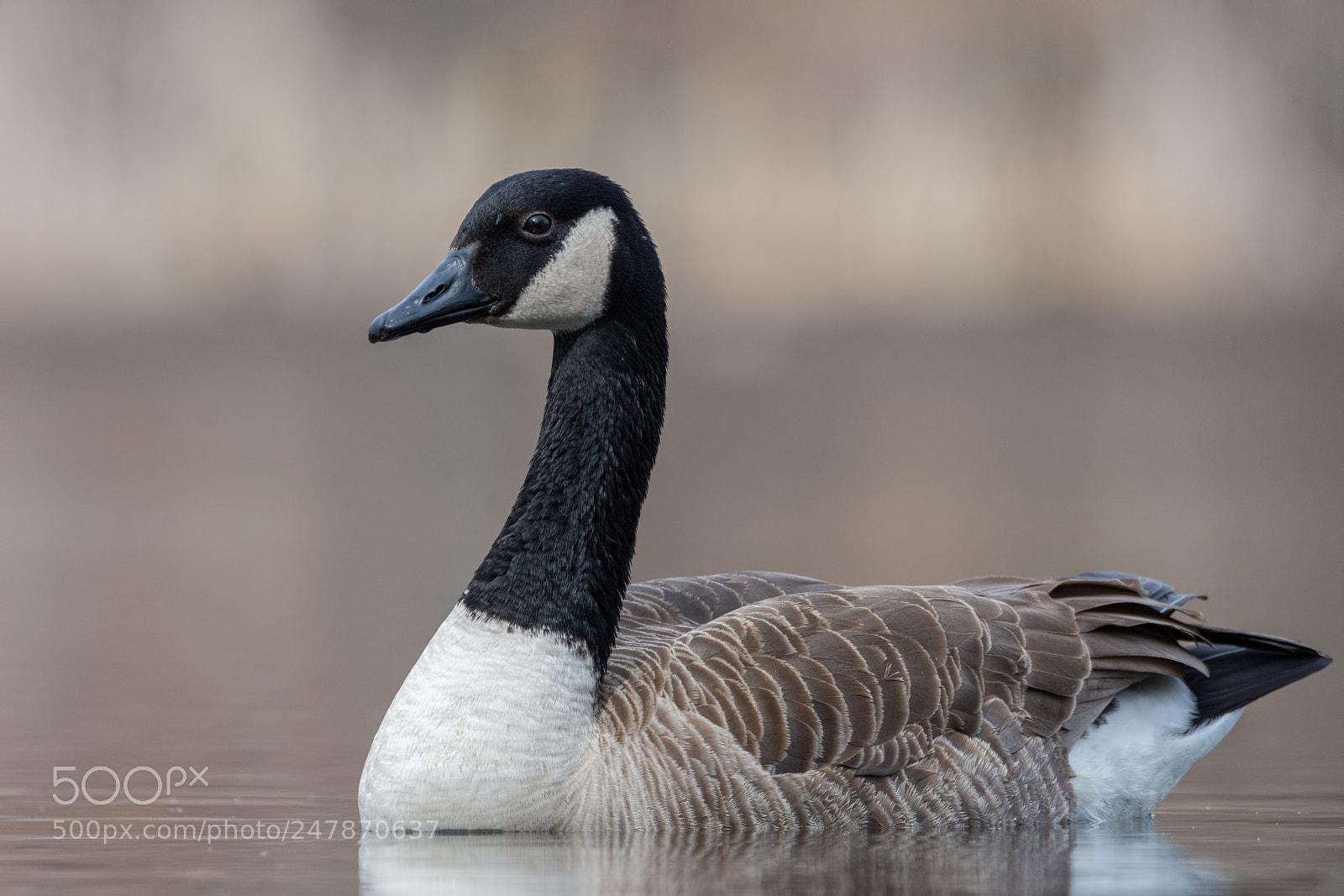 Nikon D7200 sample photo. Canada goose photography