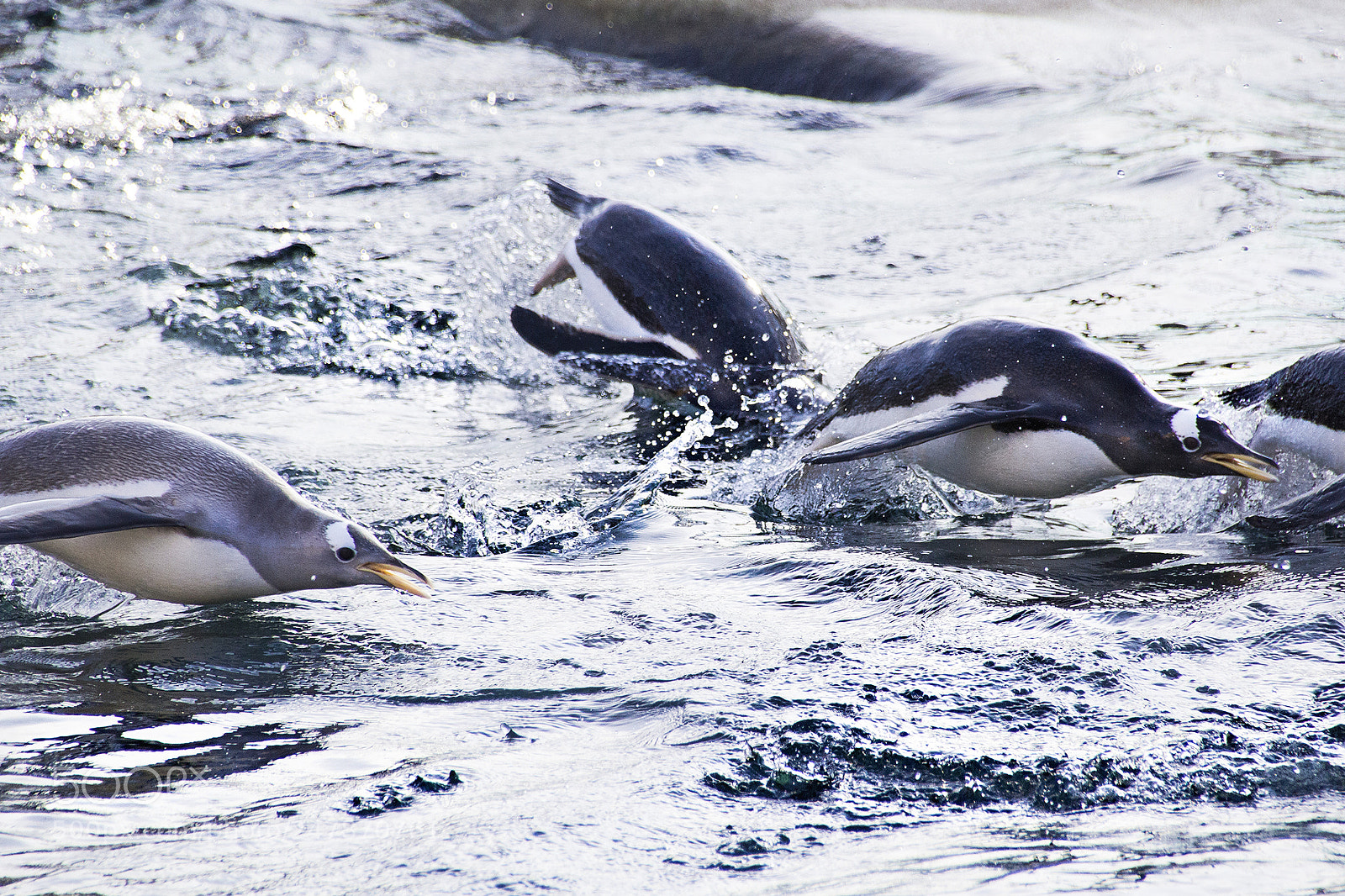 Canon EOS 60D sample photo. Penguins at edinburgh zoo photography