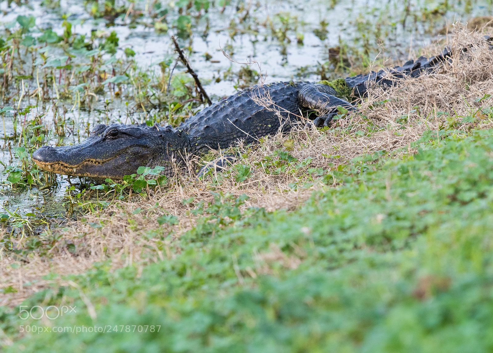 Nikon D500 sample photo. Found this guy at photography