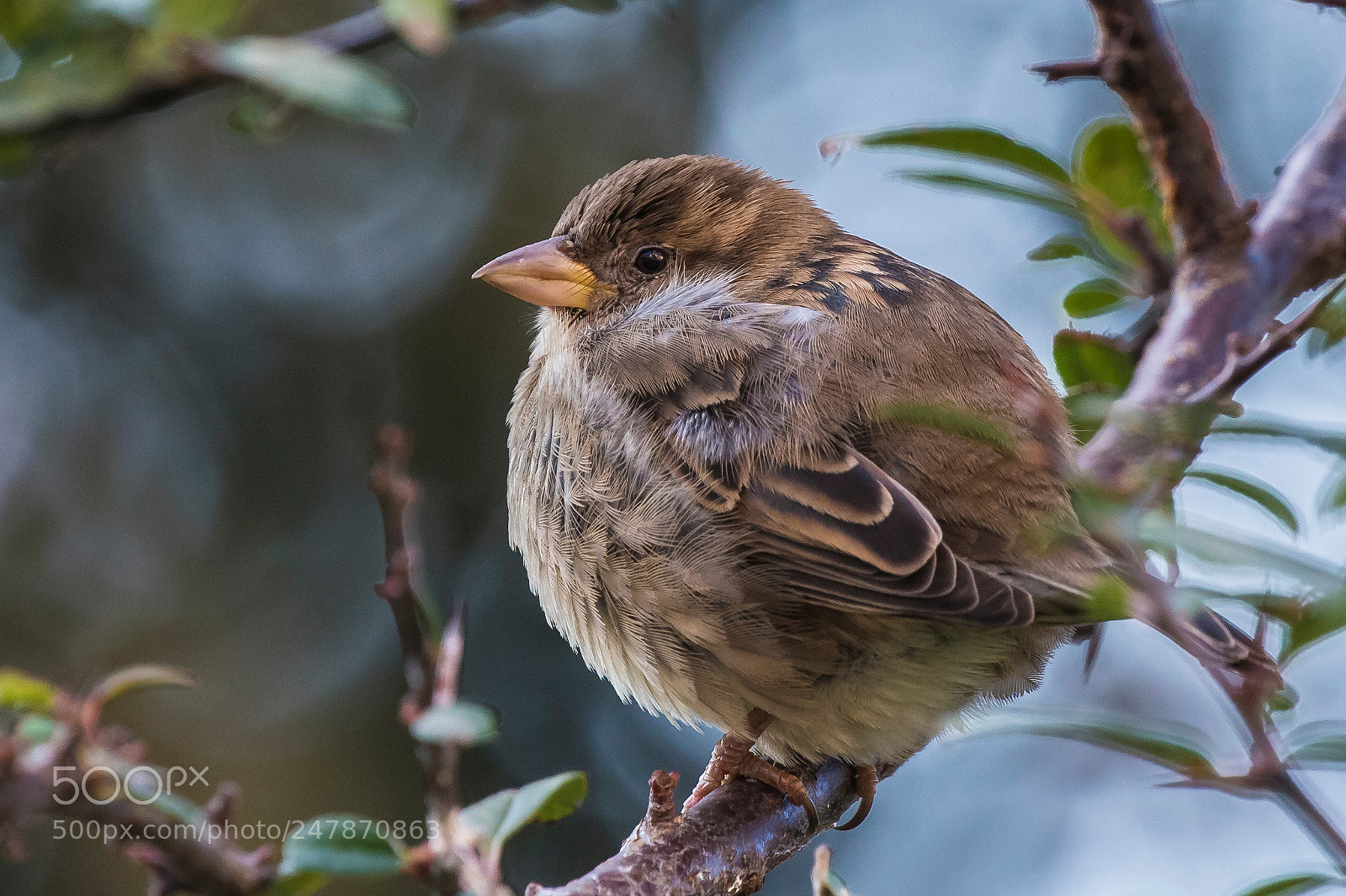 Canon EOS 7D Mark II sample photo. Ball sparrow photography