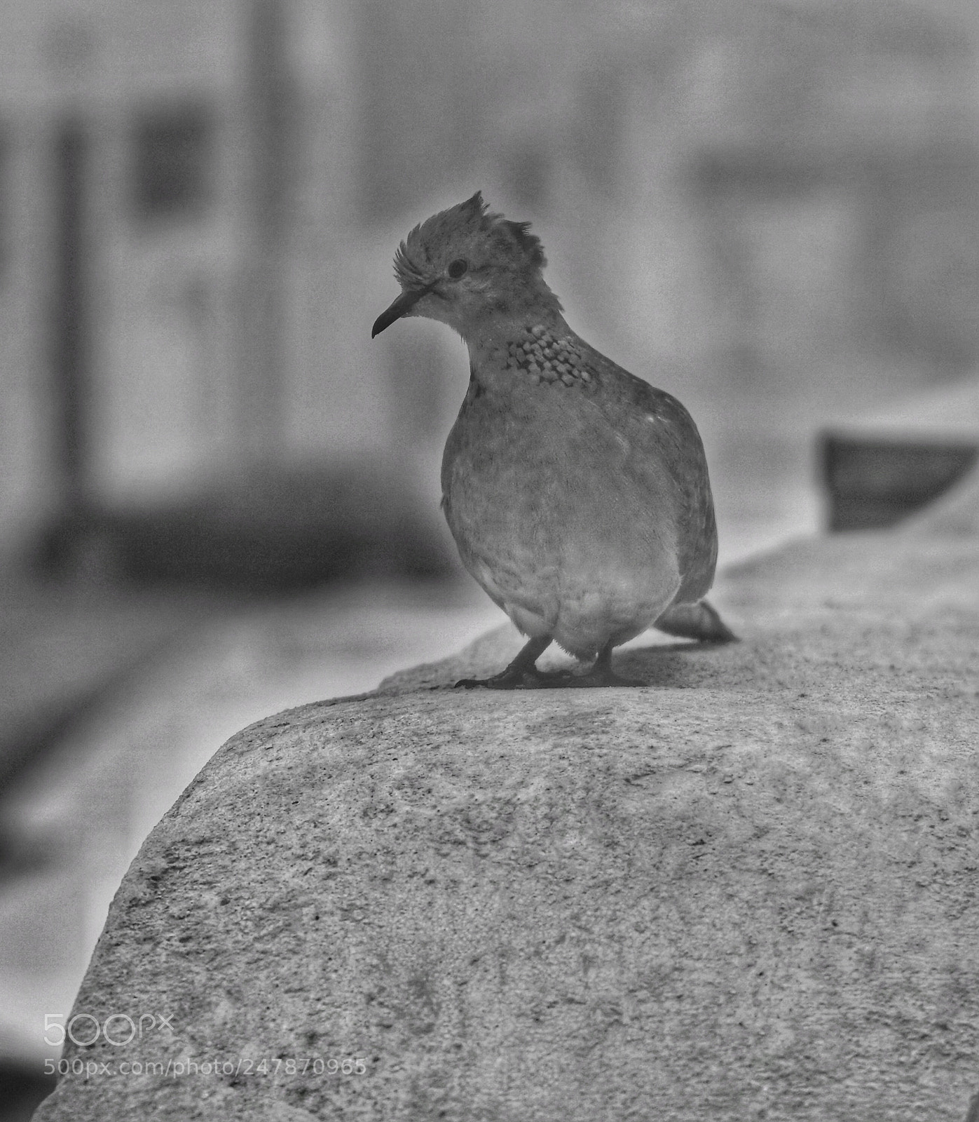 Sony a6300 sample photo. Black and white bird photography