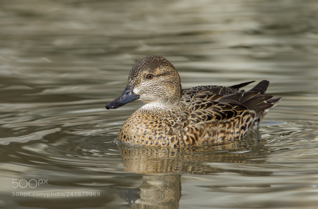 Canon EOS-1D Mark IV sample photo. Teal / sarcelle photography