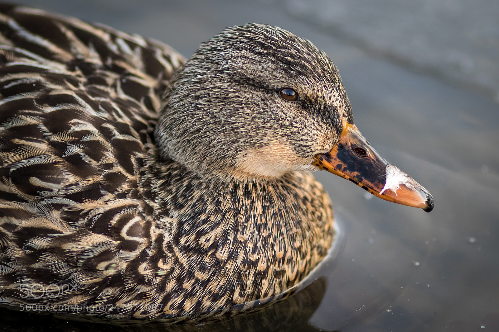 Canon EOS 7D Mark II sample photo. Duck headshot photography