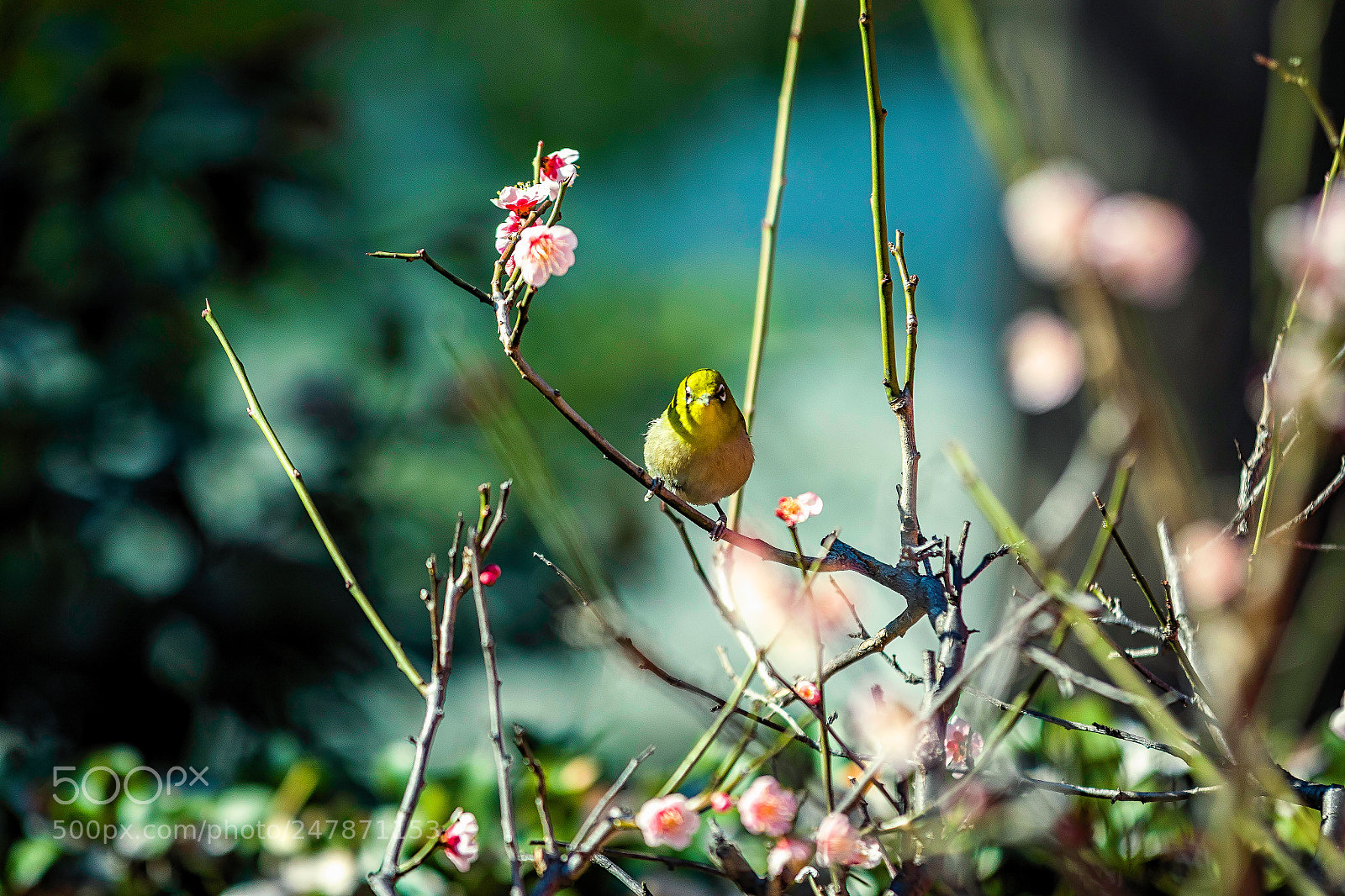 Canon EOS 7D Mark II sample photo. Spring is not so photography