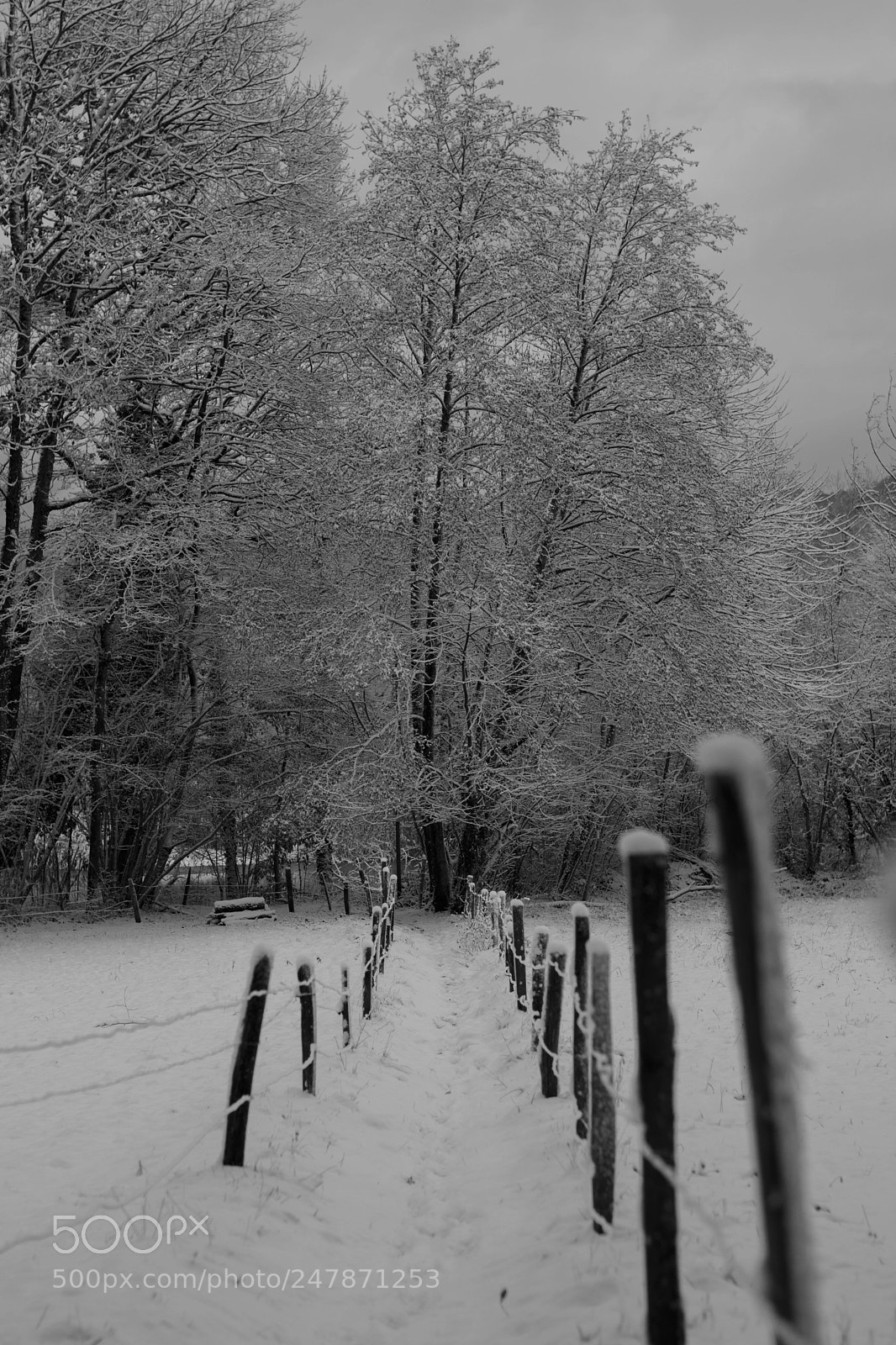Nikon D7200 sample photo. Winter way photography