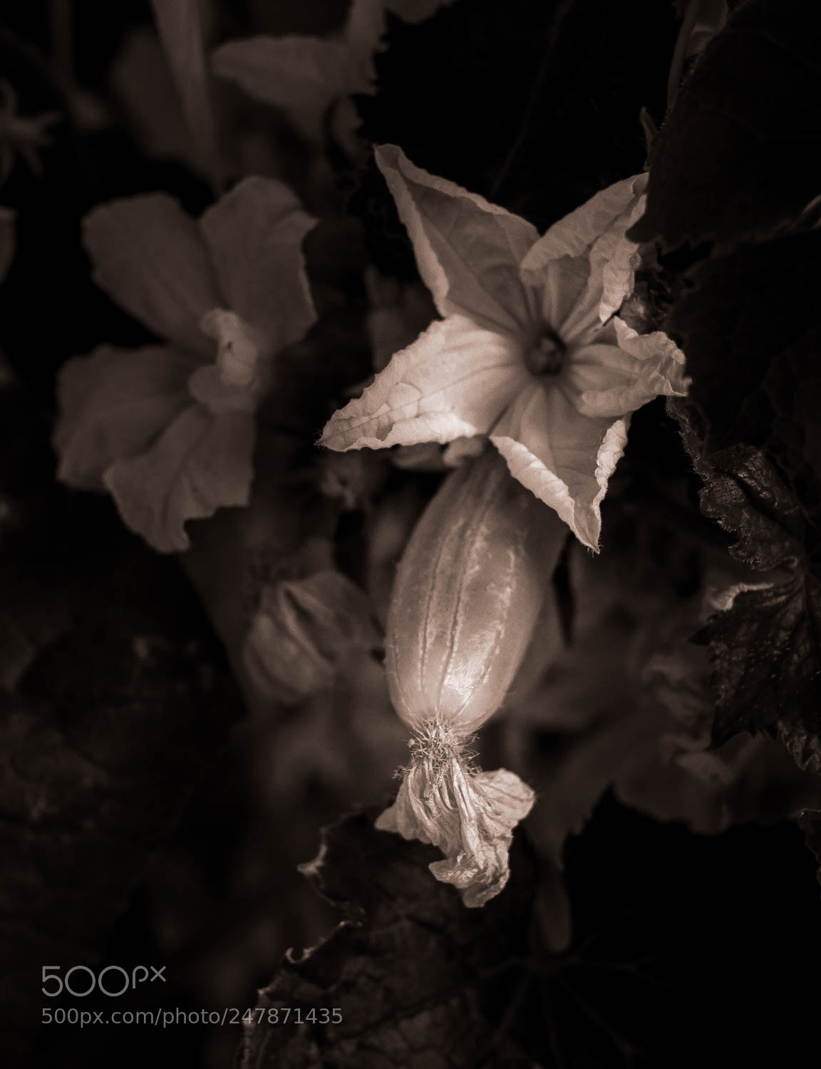 Panasonic Lumix DMC-GX85 (Lumix DMC-GX80 / Lumix DMC-GX7 Mark II) sample photo. Mini photography