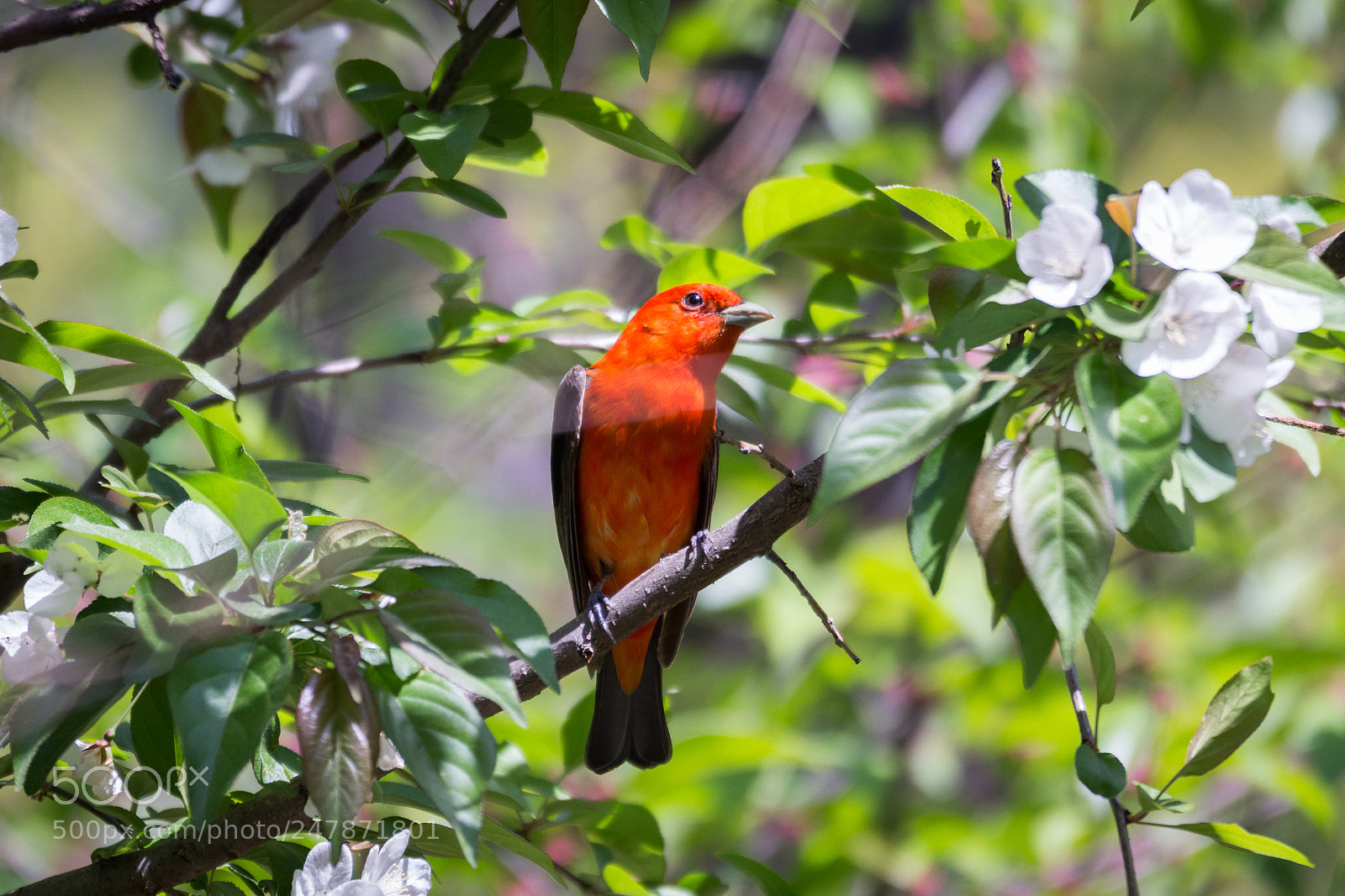 Canon EOS 600D (Rebel EOS T3i / EOS Kiss X5) sample photo. Scarlet tanager photography