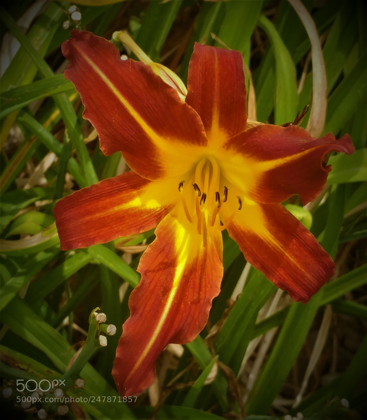 LG G5 sample photo. New flower photography