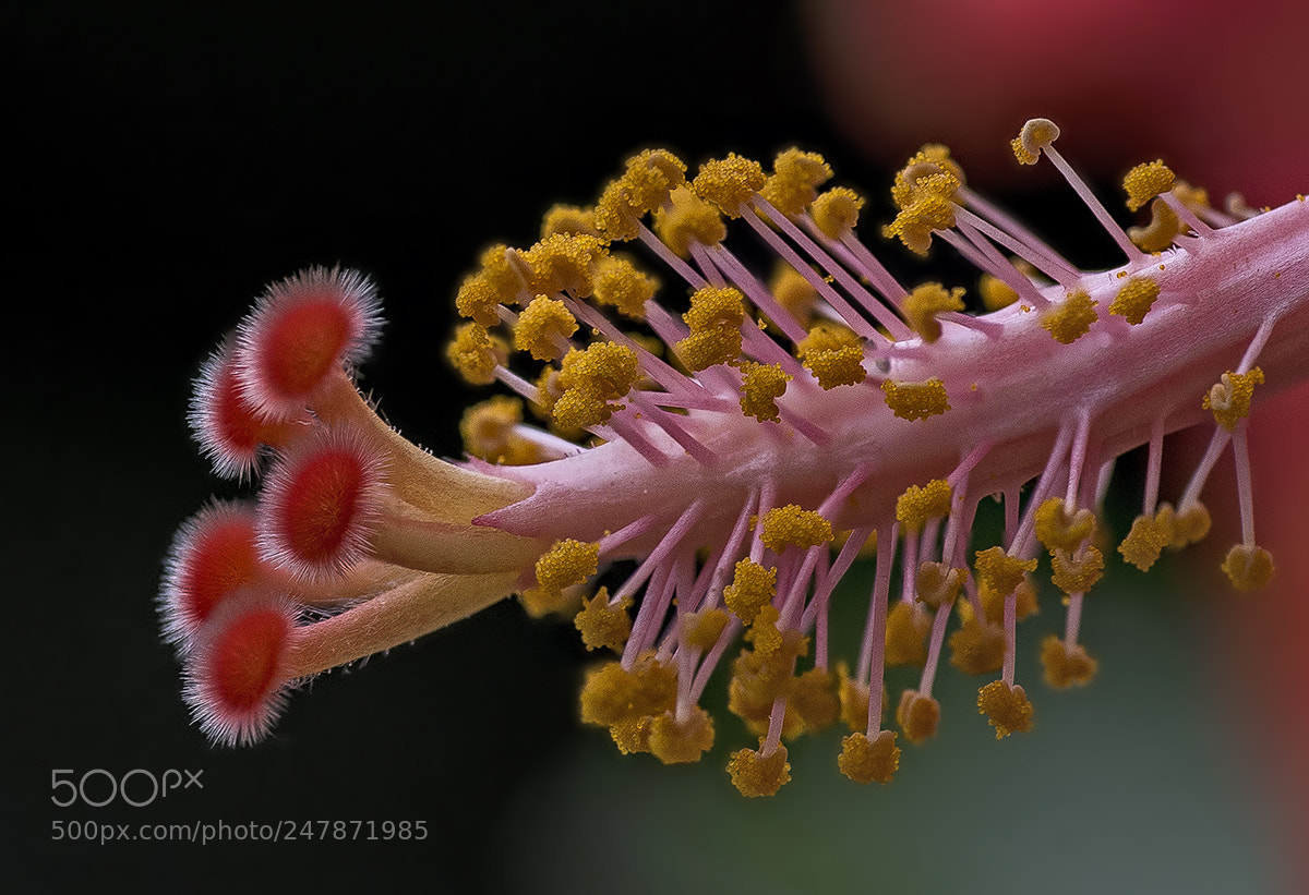 Nikon D810 sample photo. Hibiscus photography