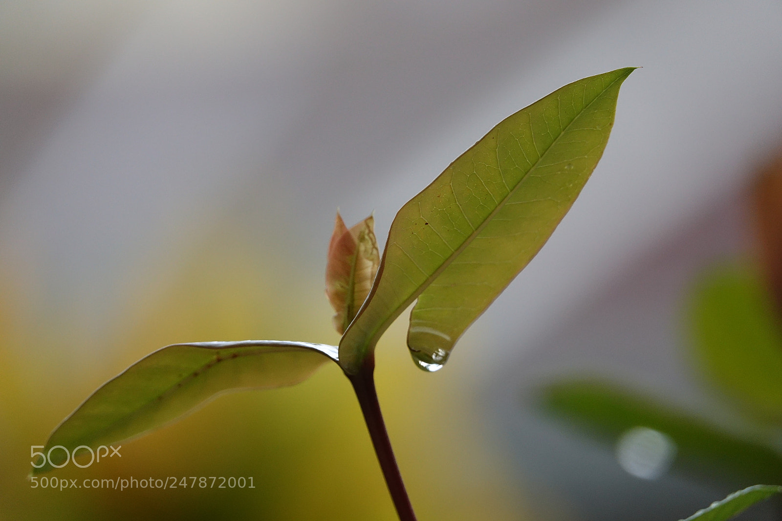 Sony Cyber-shot DSC-RX10 III sample photo. Just a drop., photography