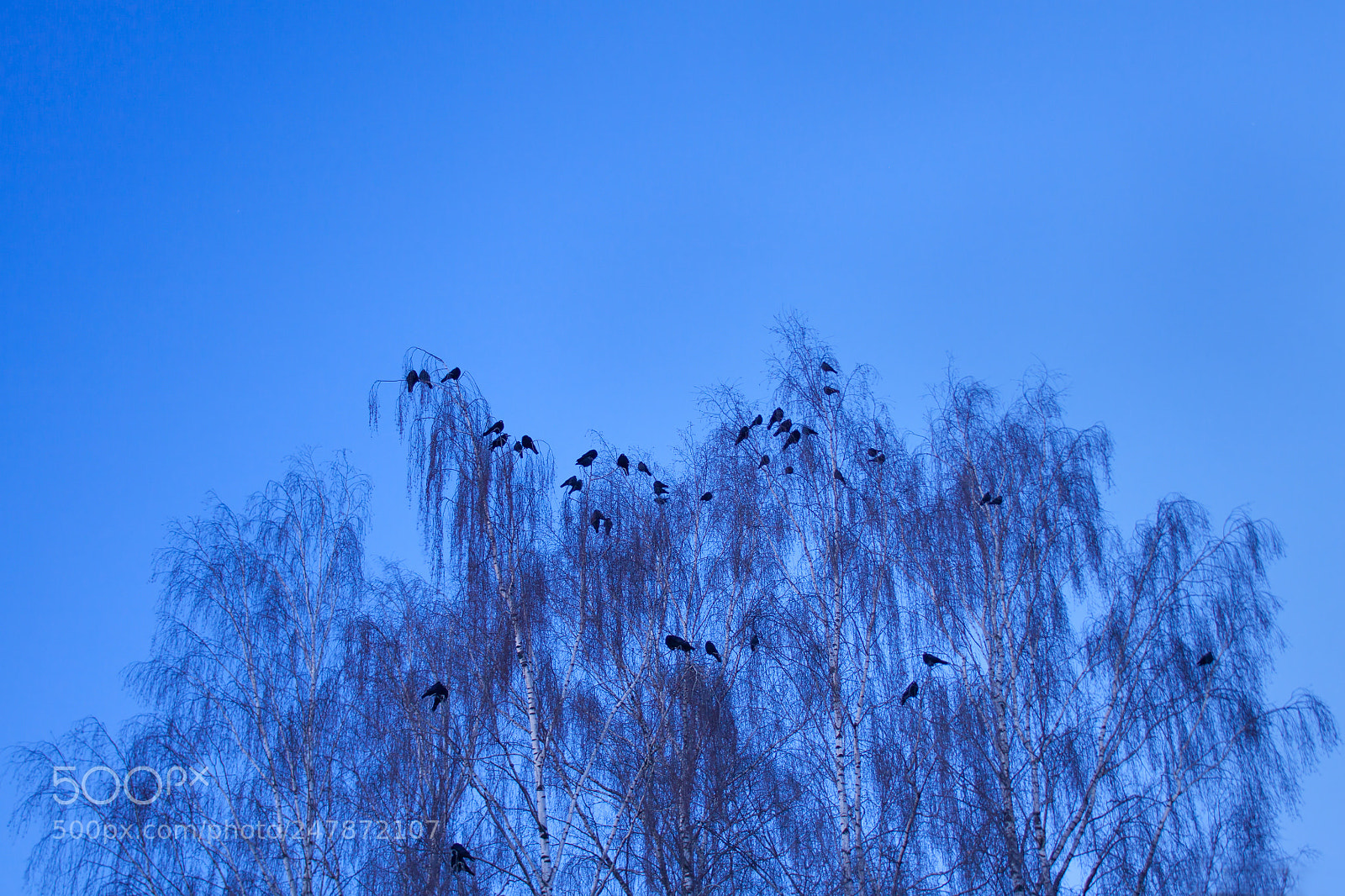 Canon EOS 50D sample photo. Blue hour photography