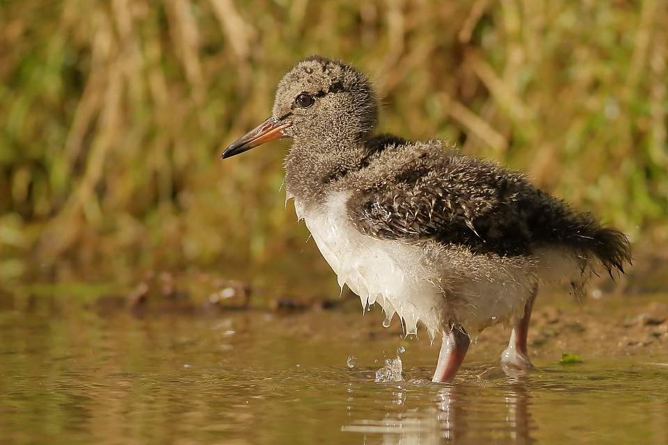 Canon EOS 70D + Canon EF 400mm F5.6L USM sample photo. Juvenile oystercatcher in sunset photography