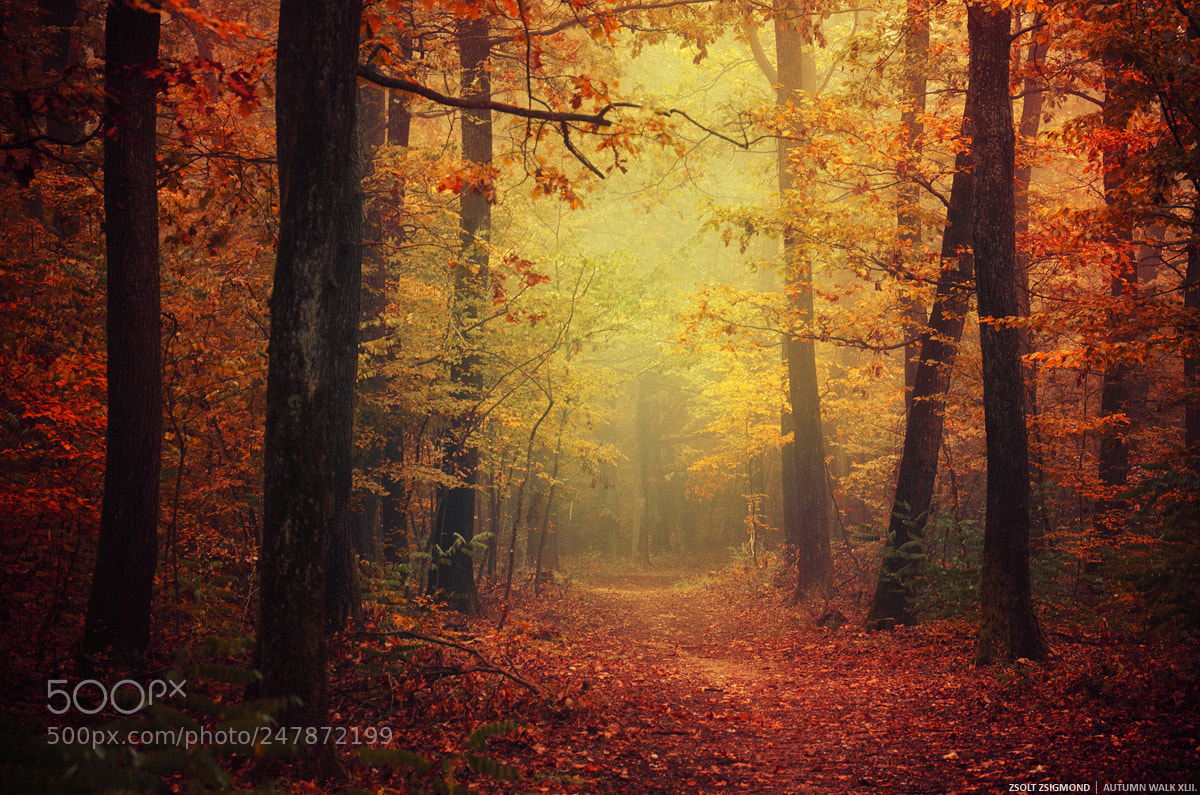 Nikon D5100 sample photo. Autumn walk xlii. photography