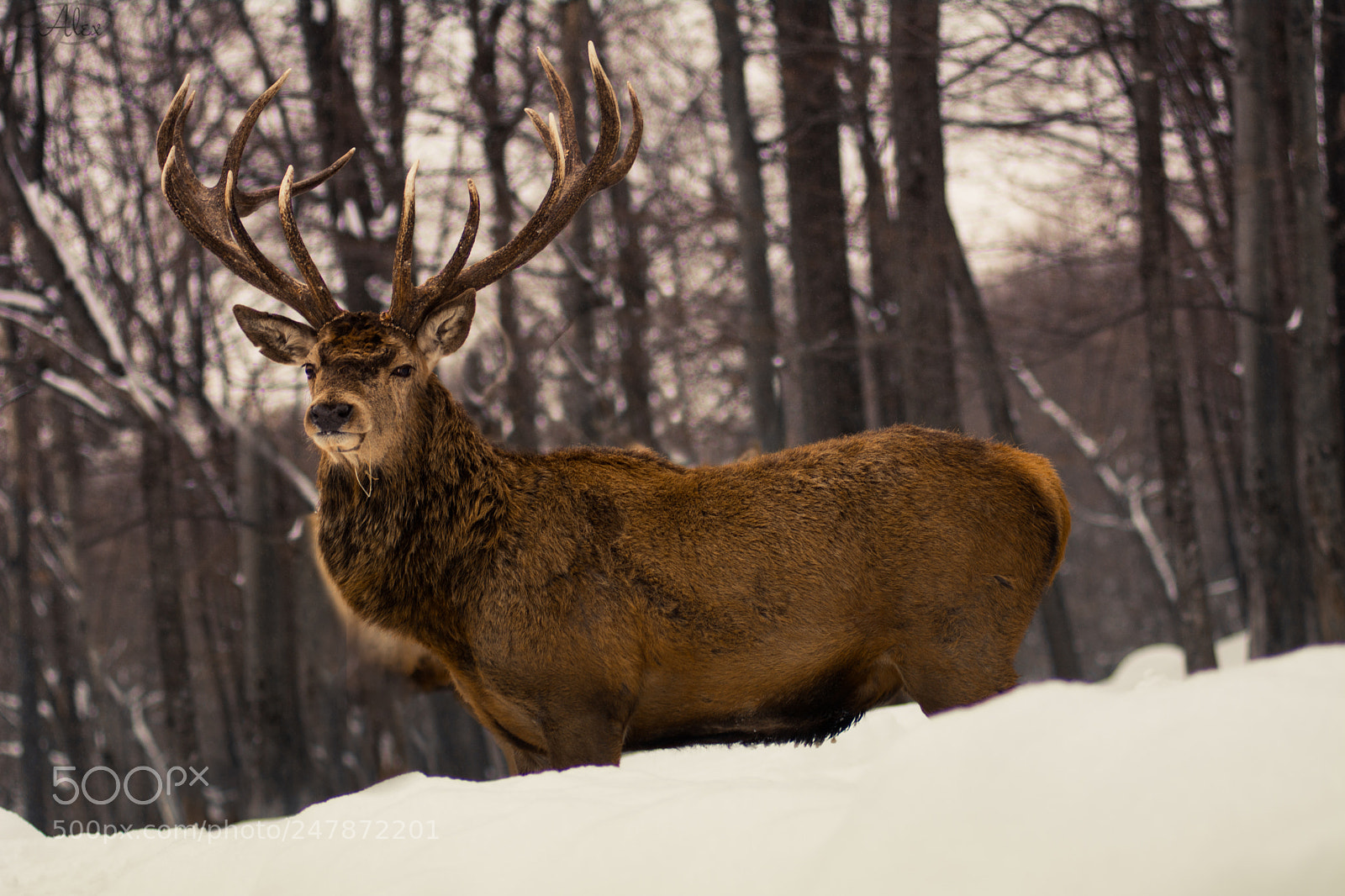 Nikon D7100 sample photo. The king photography
