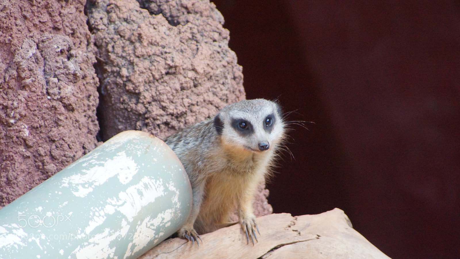 Sony SLT-A77 sample photo. Meerkat madness photography