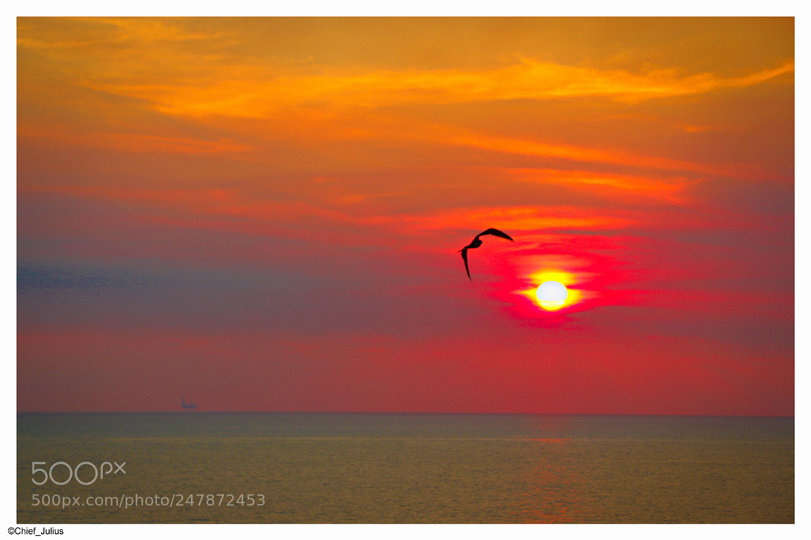 Canon EOS 650D (EOS Rebel T4i / EOS Kiss X6i) sample photo. Fire bird photography