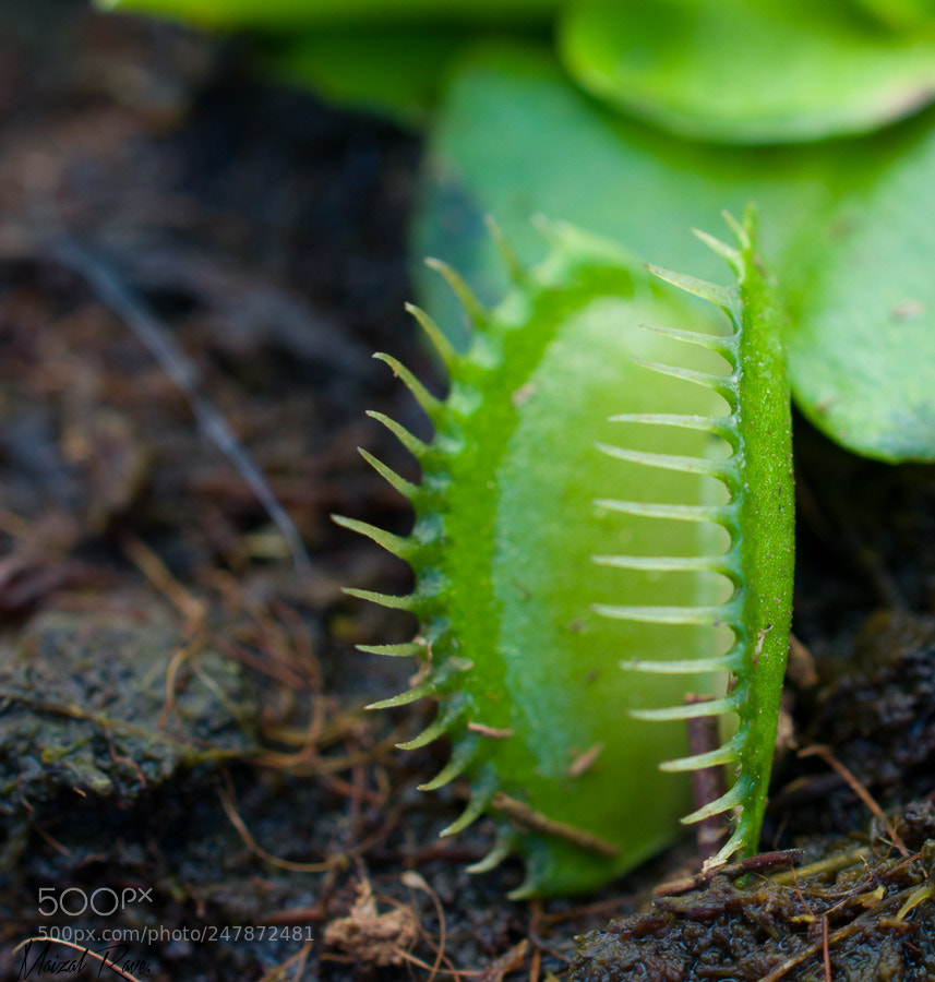 Nikon D3400 sample photo. ¡dionea atrapa moscas! photography