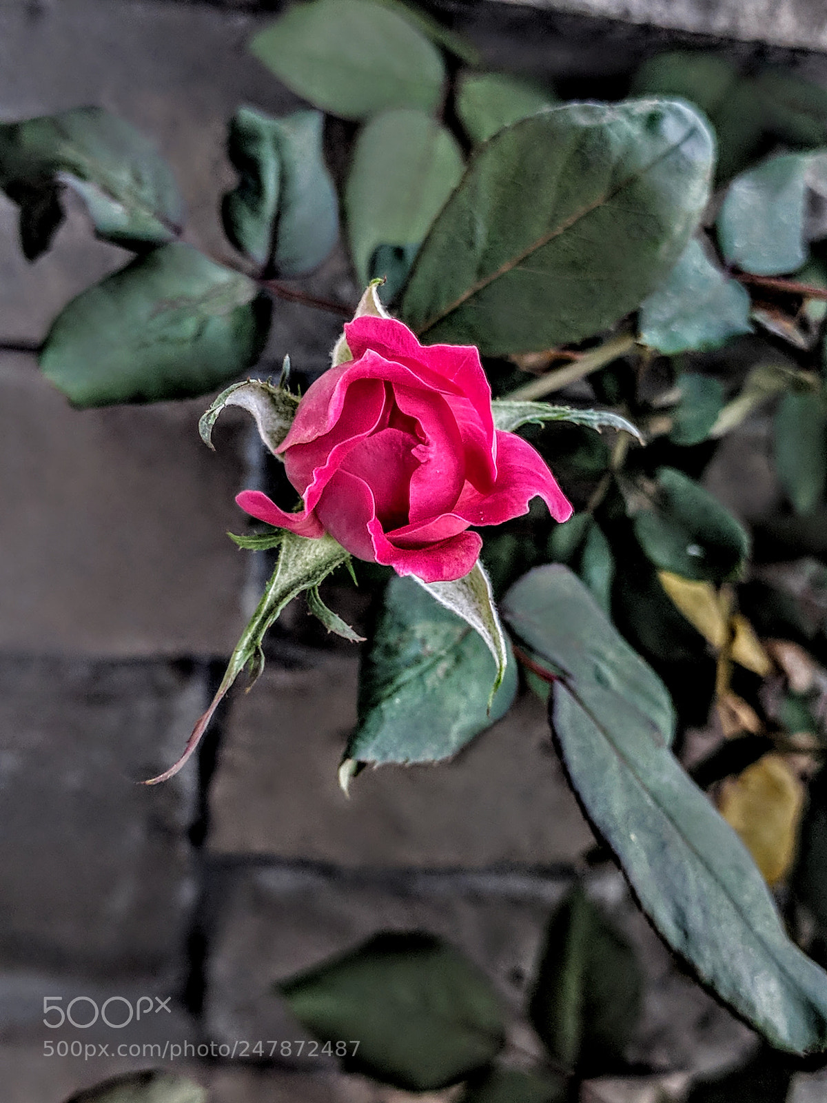 Google Nexus 6P sample photo. Bubblegum rose photography