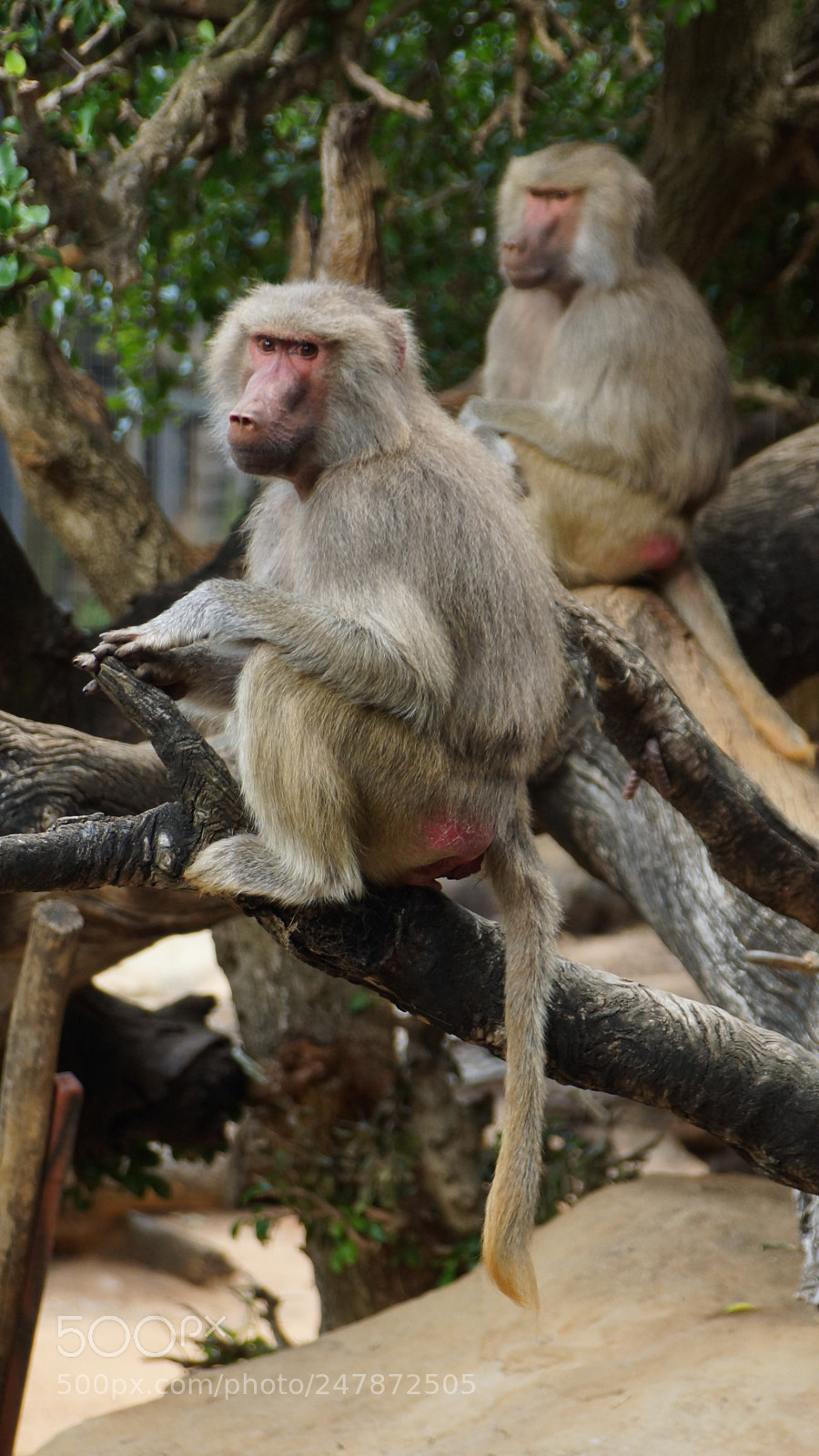 Sony SLT-A77 sample photo. These fellas were up photography