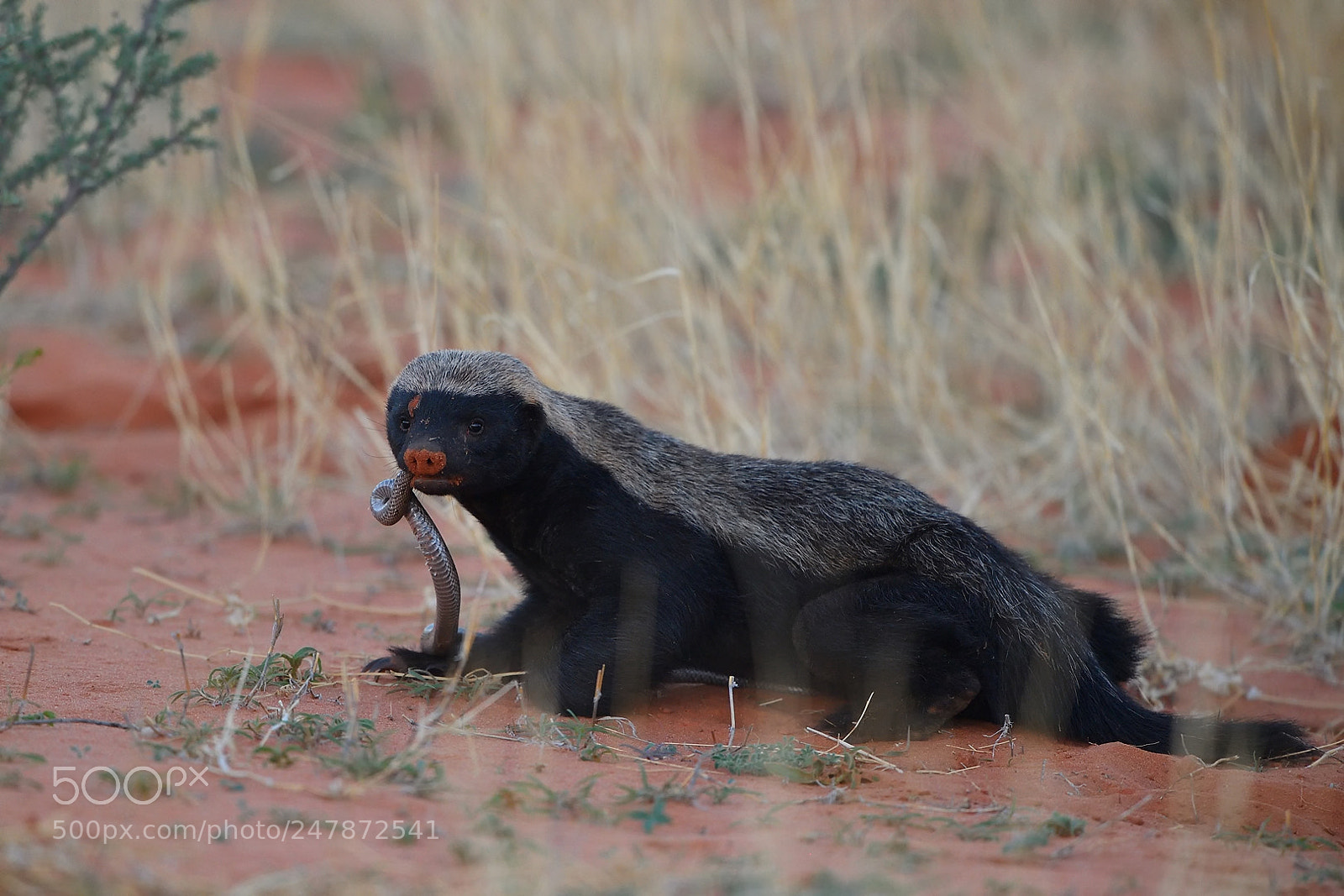 Nikon D5 sample photo. Honey badger with mole photography