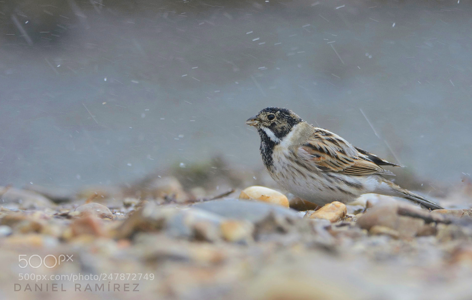 Nikon D7100 sample photo. Escribano palustre photography