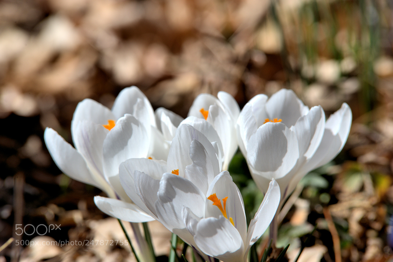 Nikon D610 sample photo. Crocus photography