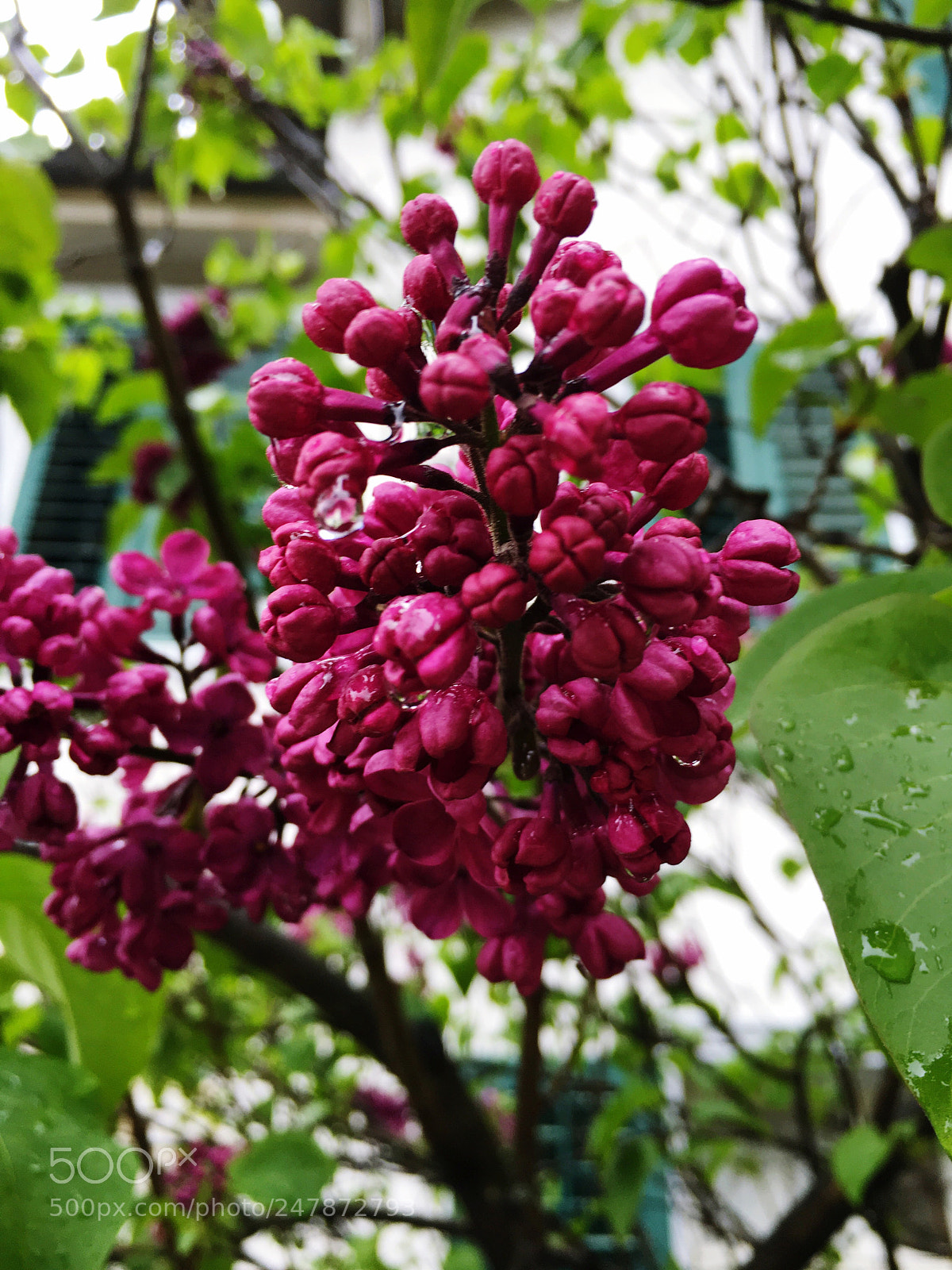 Apple iPhone 6s sample photo. Flowers photography