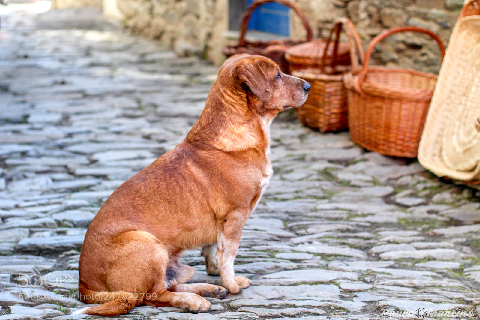 Canon EOS 1300D (EOS Rebel T6 / EOS Kiss X80) sample photo. Dog in profile photography