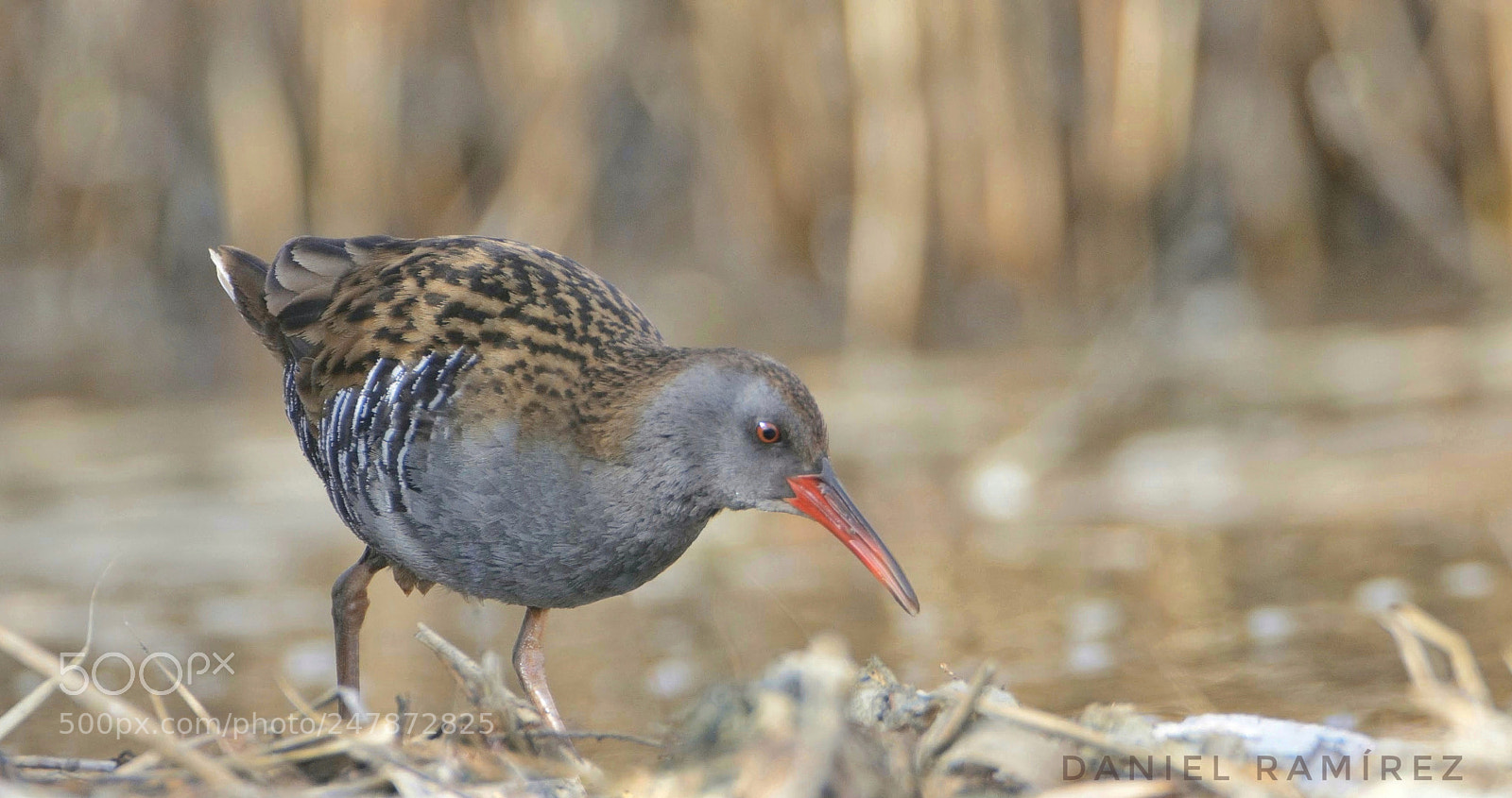 Nikon D7100 sample photo. Rascon (rallus aquaticus) photography