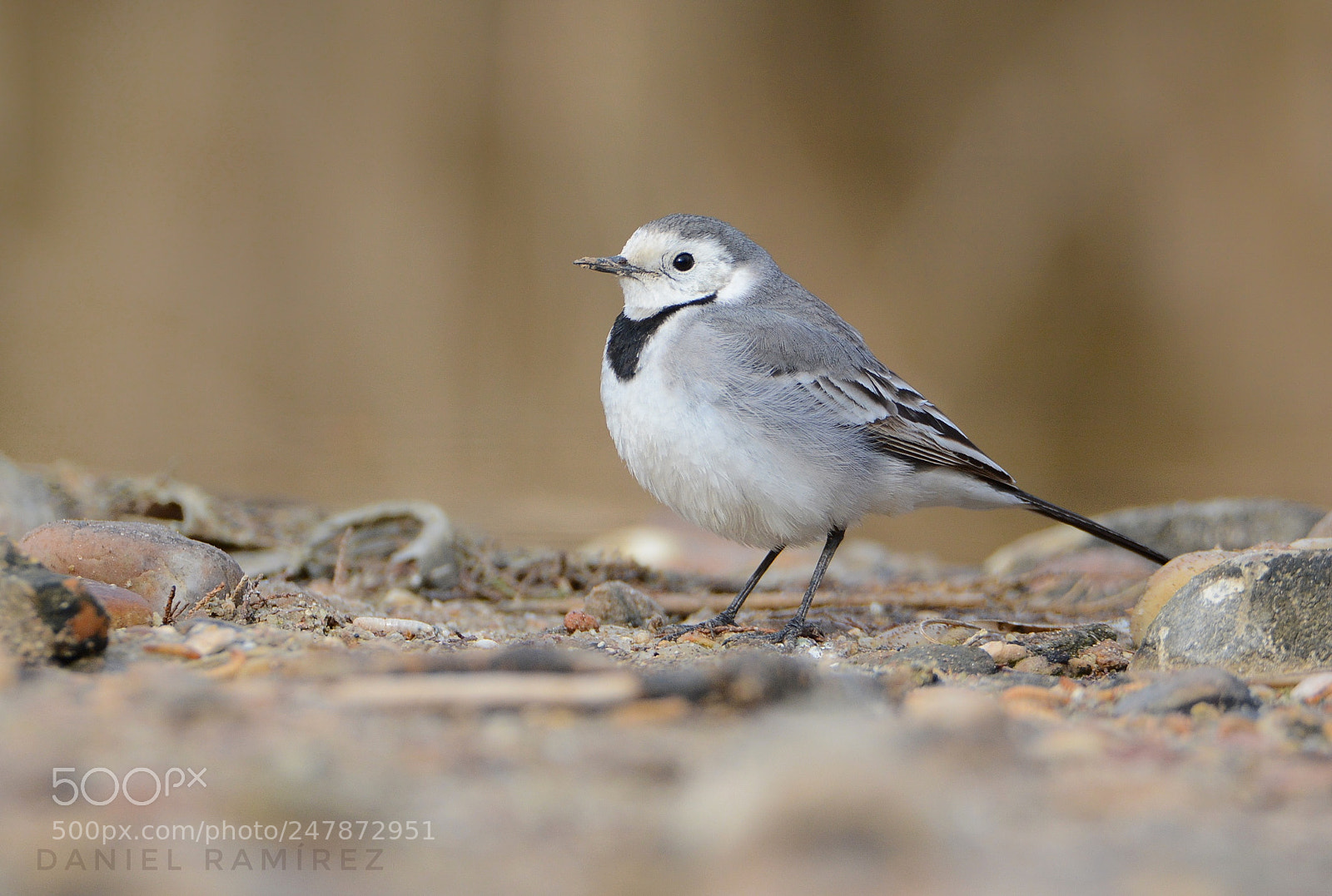 Nikon D7100 sample photo. Lavandera blanca (motacilla alba) photography