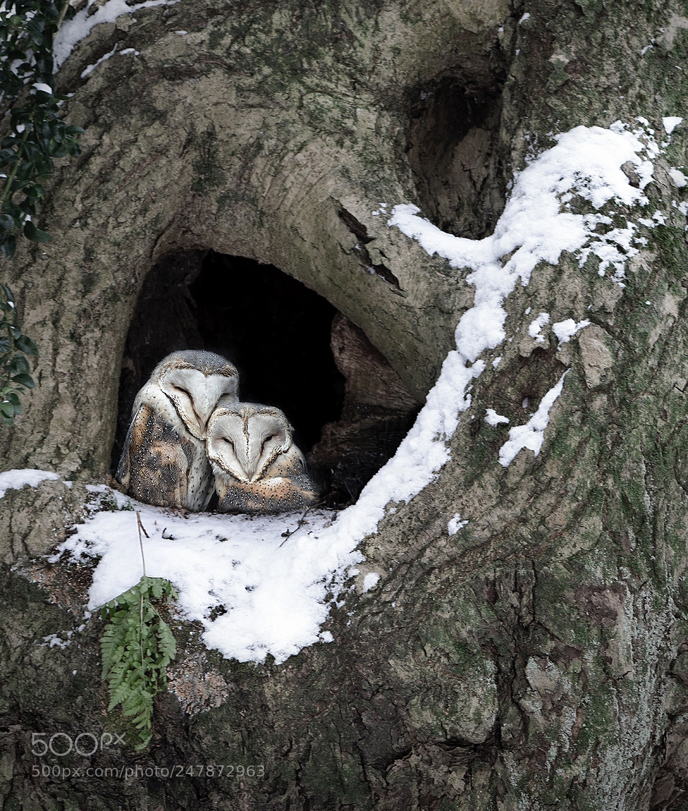 Canon EOS-1D X sample photo. Barn owls at home photography
