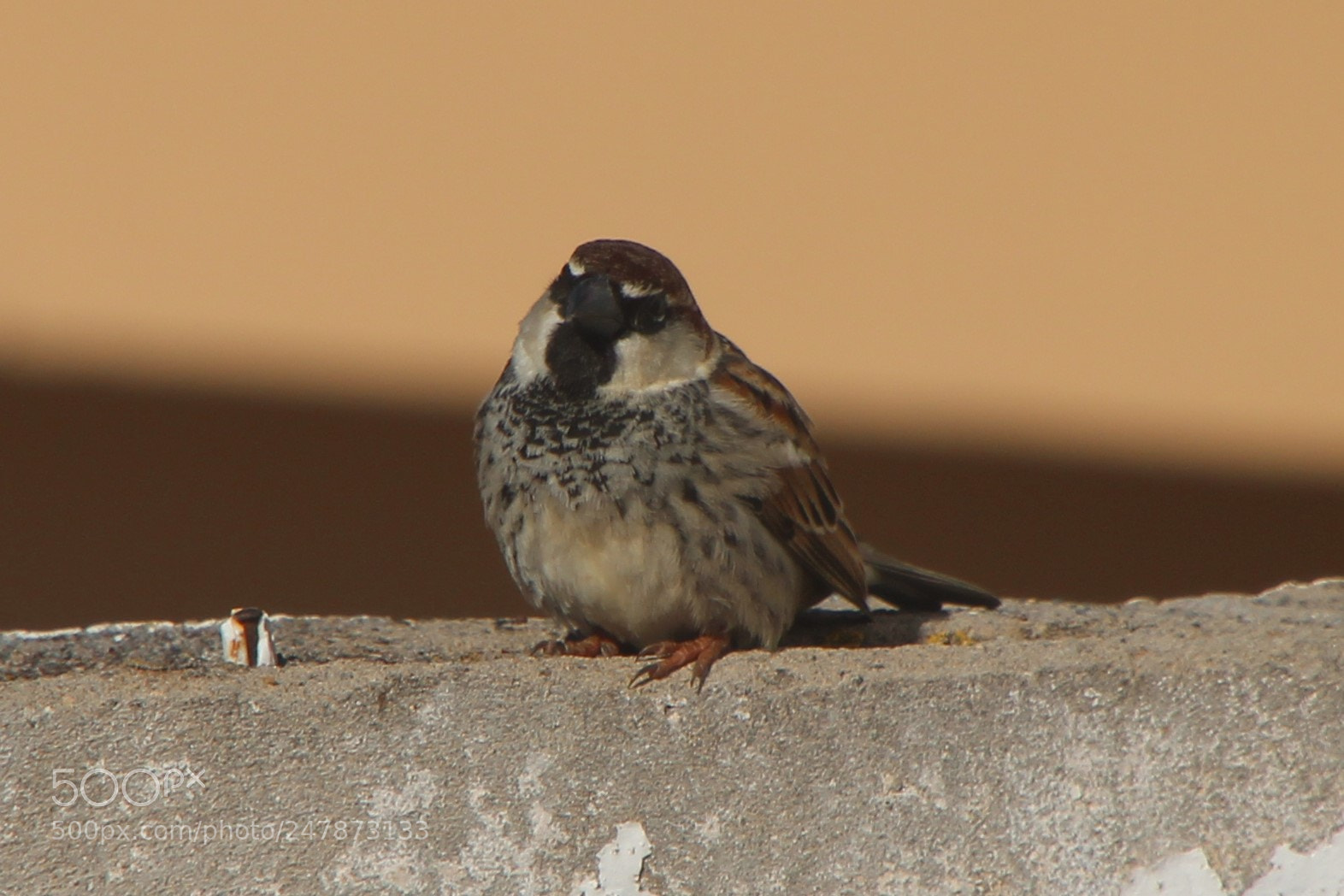 Canon EOS 1300D (EOS Rebel T6 / EOS Kiss X80) sample photo. Always watching photography