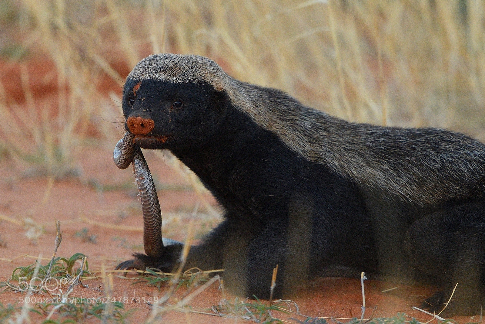 Nikon D5 sample photo. Honey badger photography