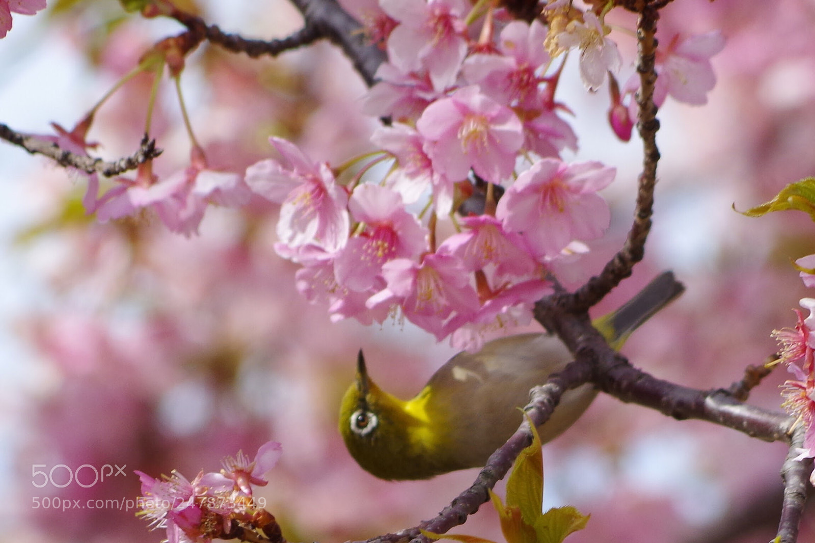 Pentax K-30 sample photo. Spring color photography