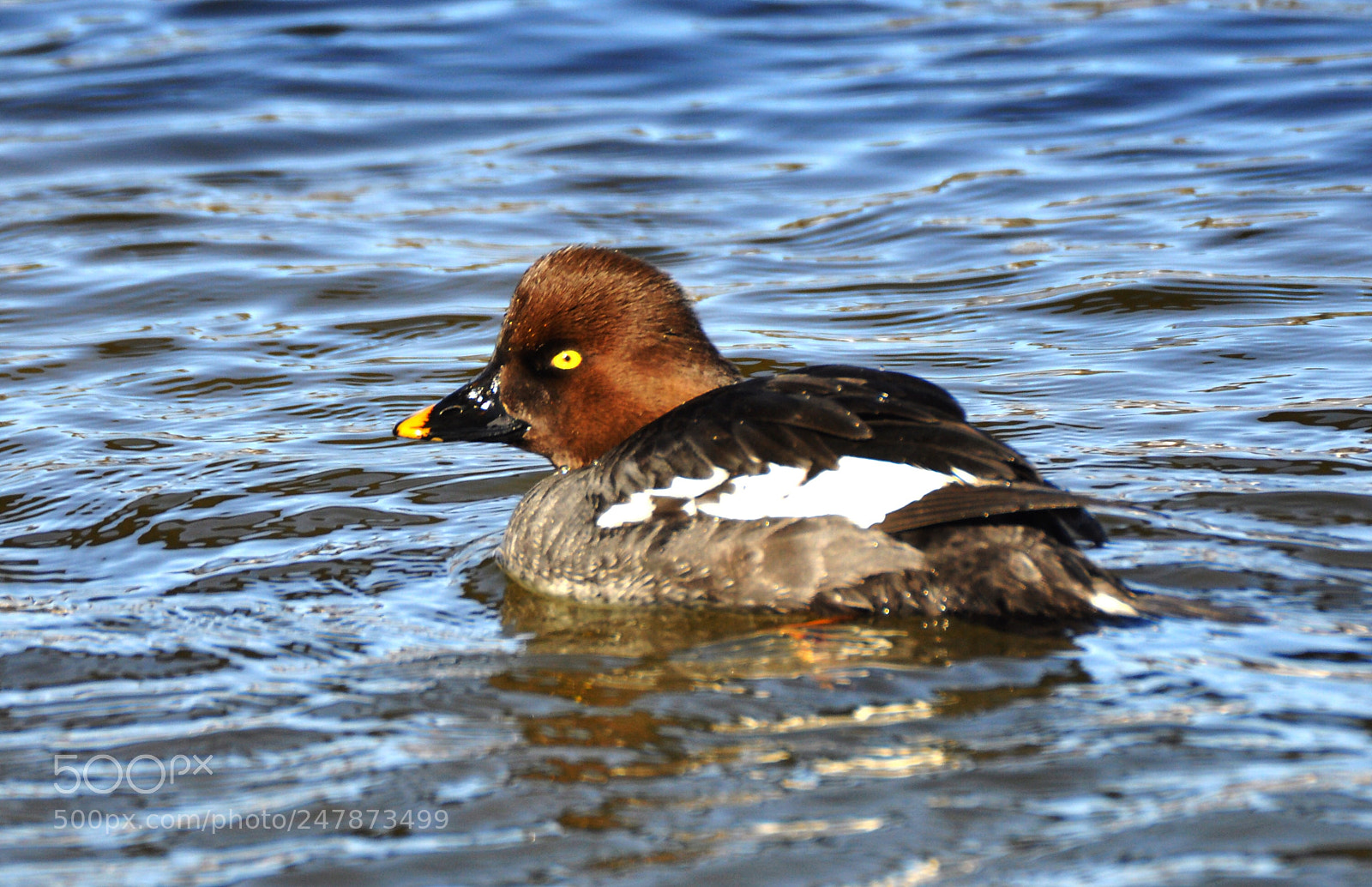 Nikon D90 sample photo. Goldeneye duck photography