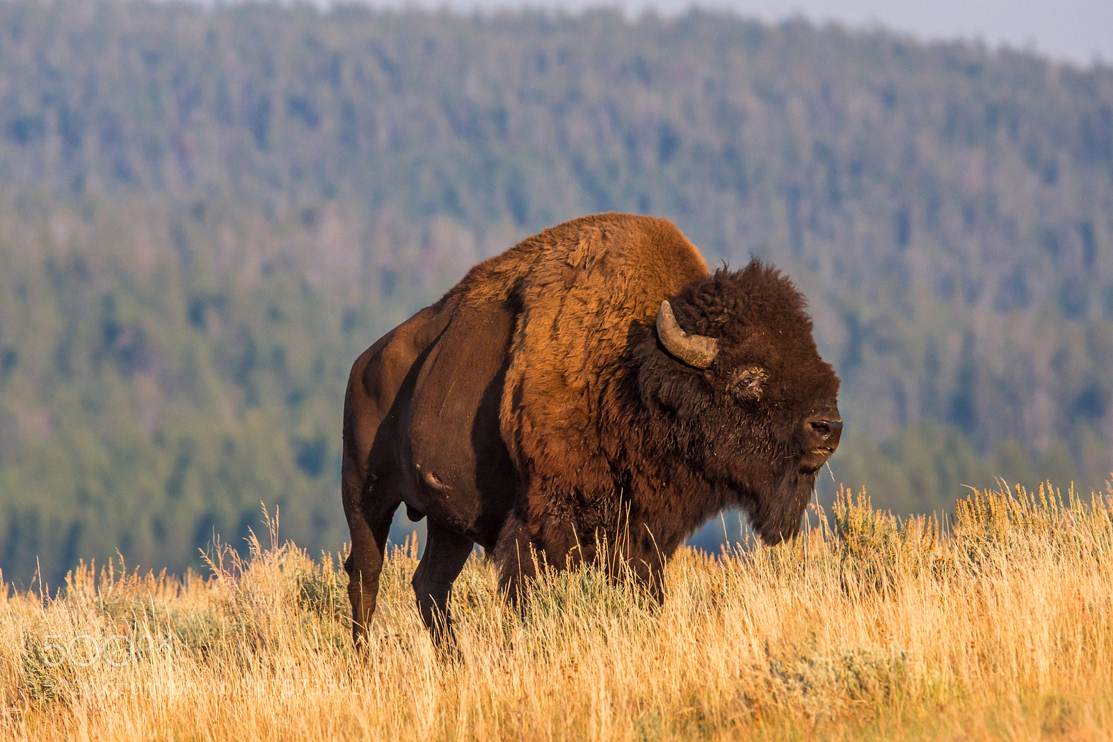 Sony SLT-A77 sample photo. American bison photography