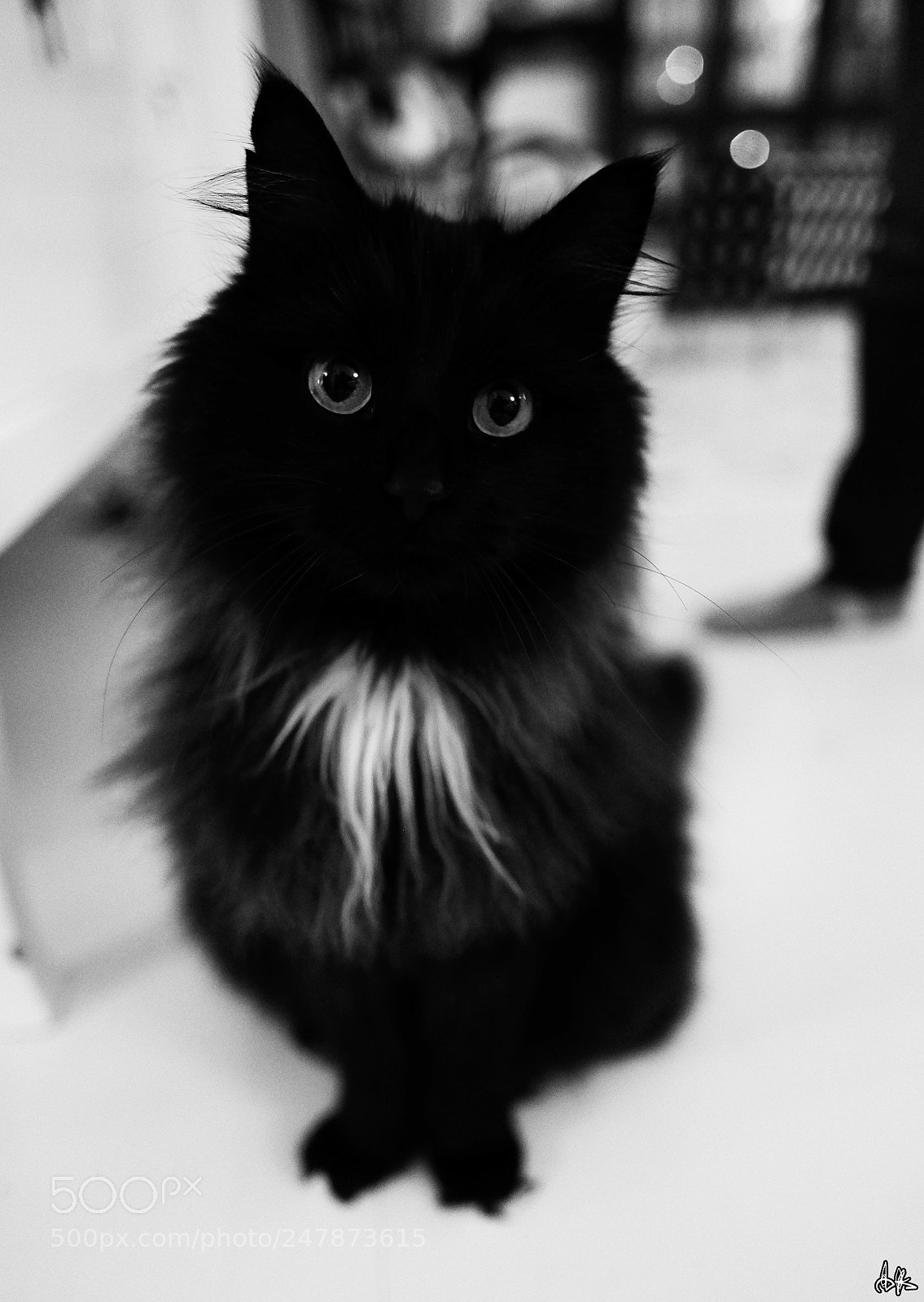 Fujifilm X-T1 sample photo. Bosse the cat. photography