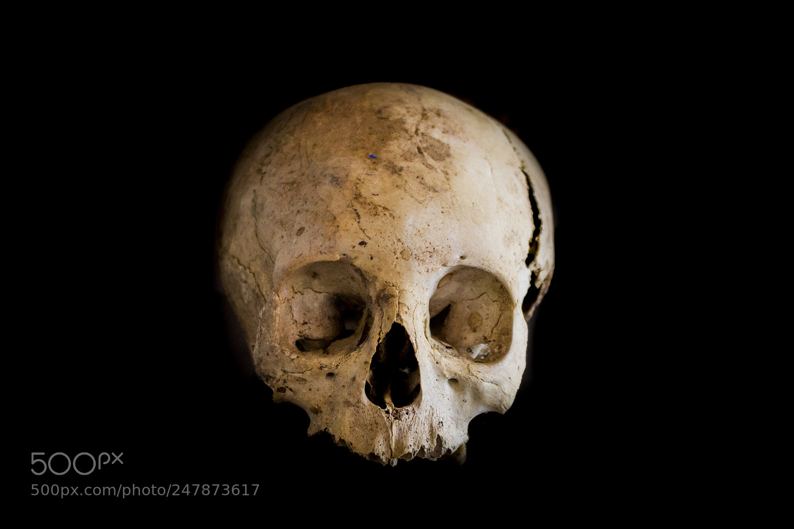 Canon EOS 1100D (EOS Rebel T3 / EOS Kiss X50) sample photo. Skull. photography