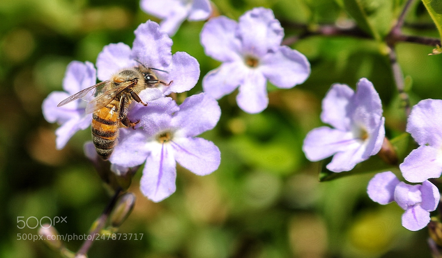 Canon EOS 750D (EOS Rebel T6i / EOS Kiss X8i) sample photo. Bee photo! photography